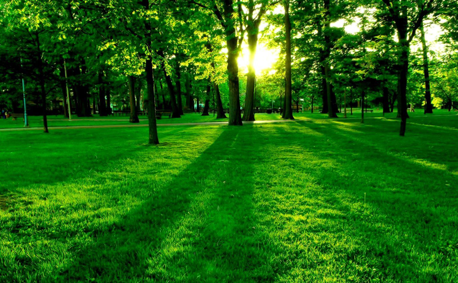 Nature Green Landscape HD Wallpaper. HD Wallpaper Plus