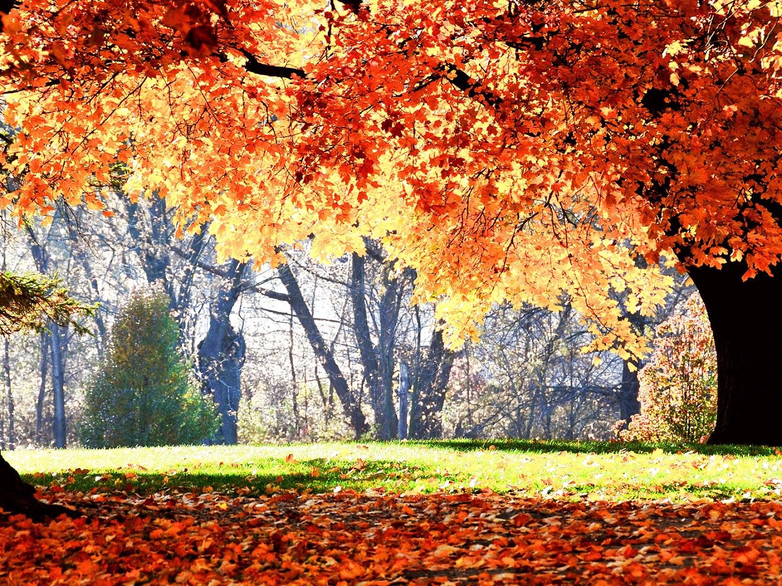 Landscape, Forest, HD Flower Image, Nature, Color, Season