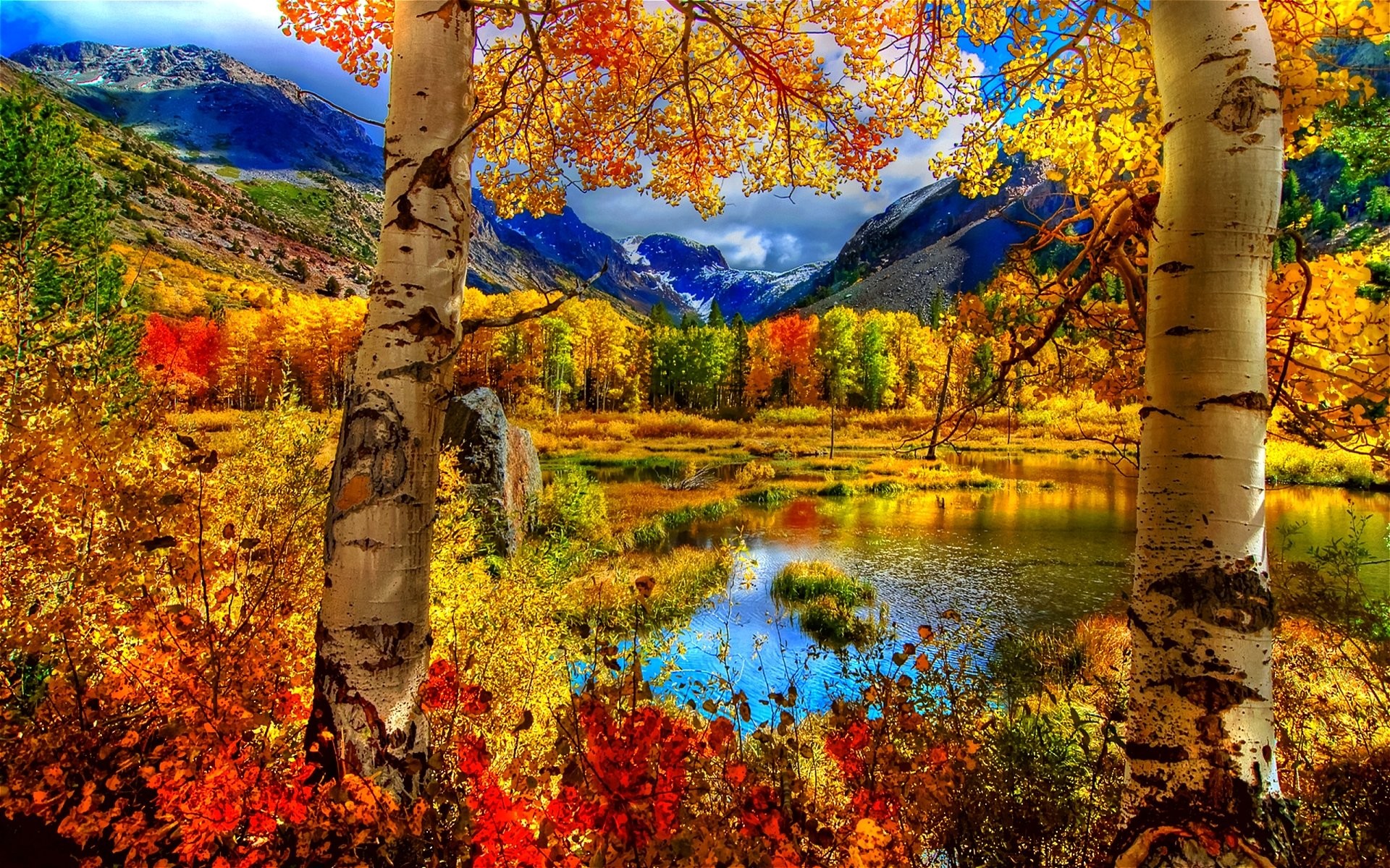 Landscape, Background, Mobile, Season, Tree, Seasons, Leaf