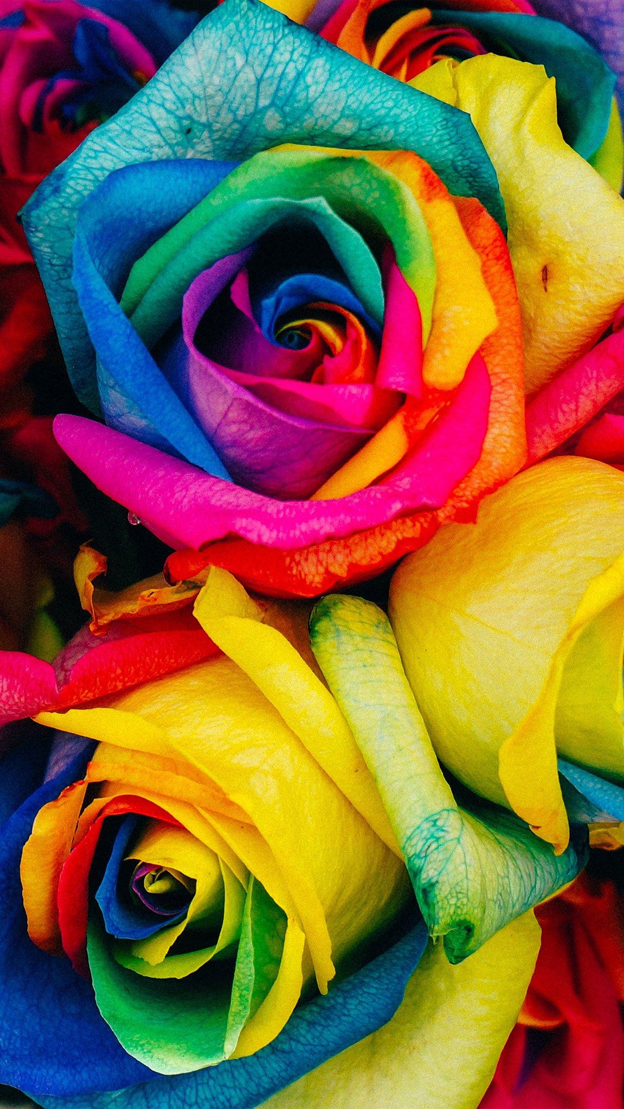 Flower Rose Color Rainbow Art Nature Android wallpaper