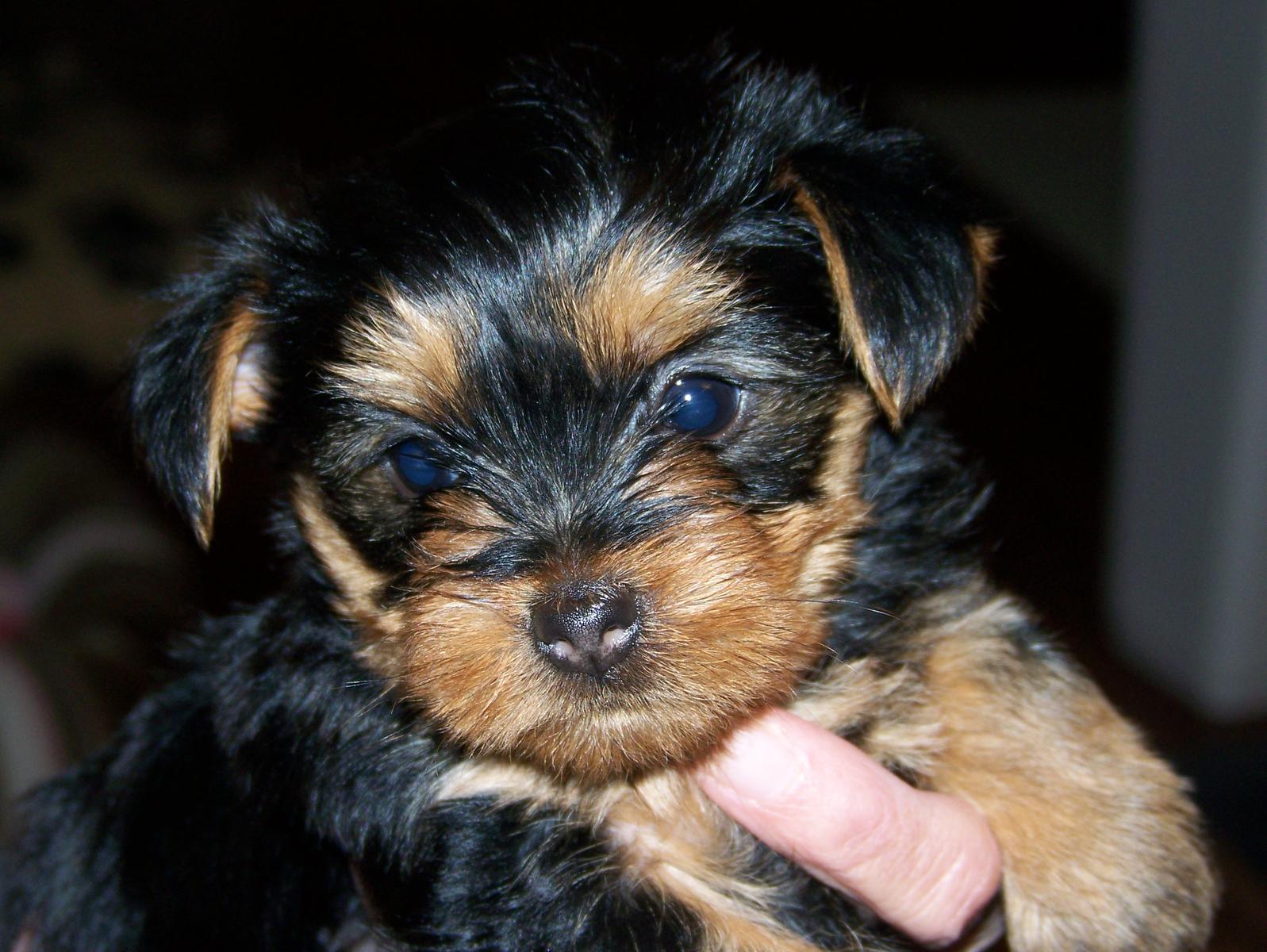 Dog Picture: Marvelous Yorkie Poo Picture