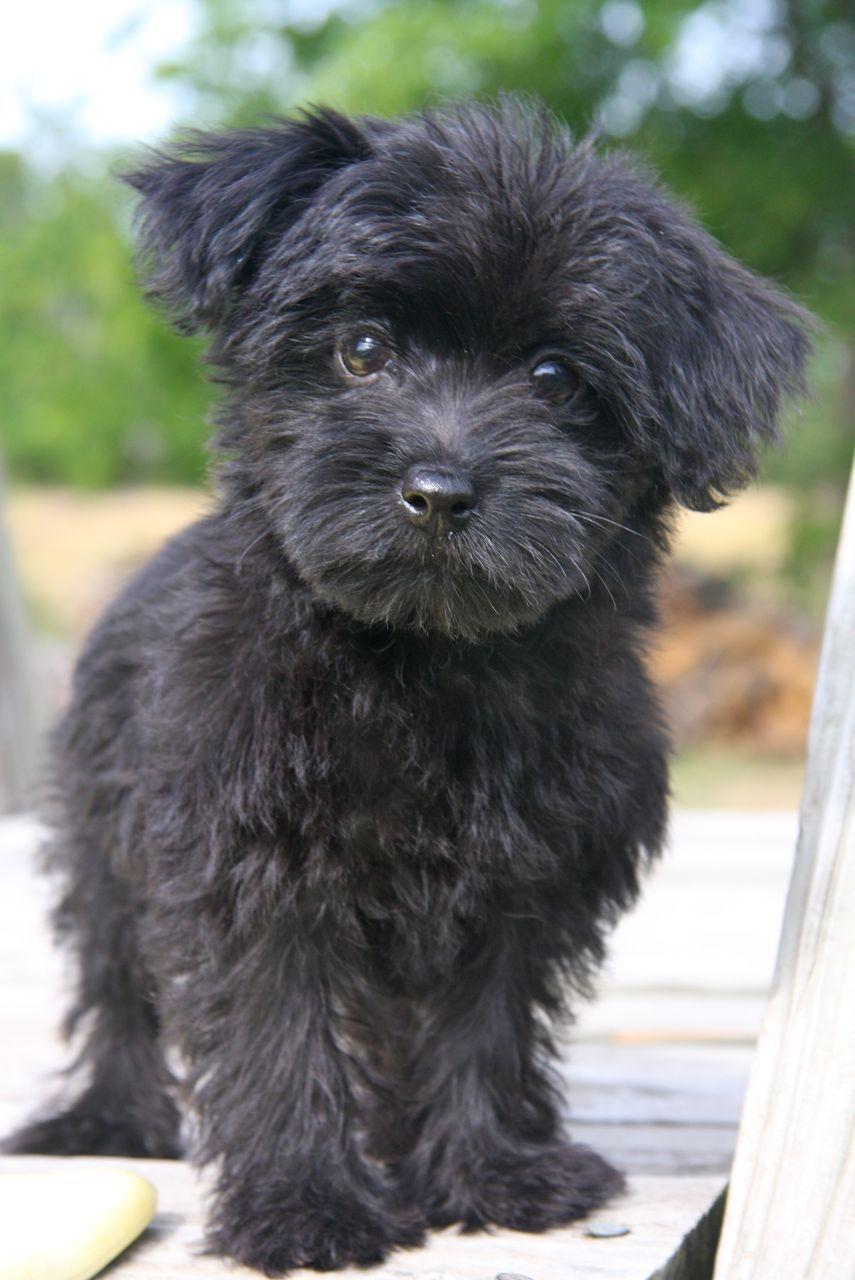 Perfect Black Male Yorkie Poo Puppy