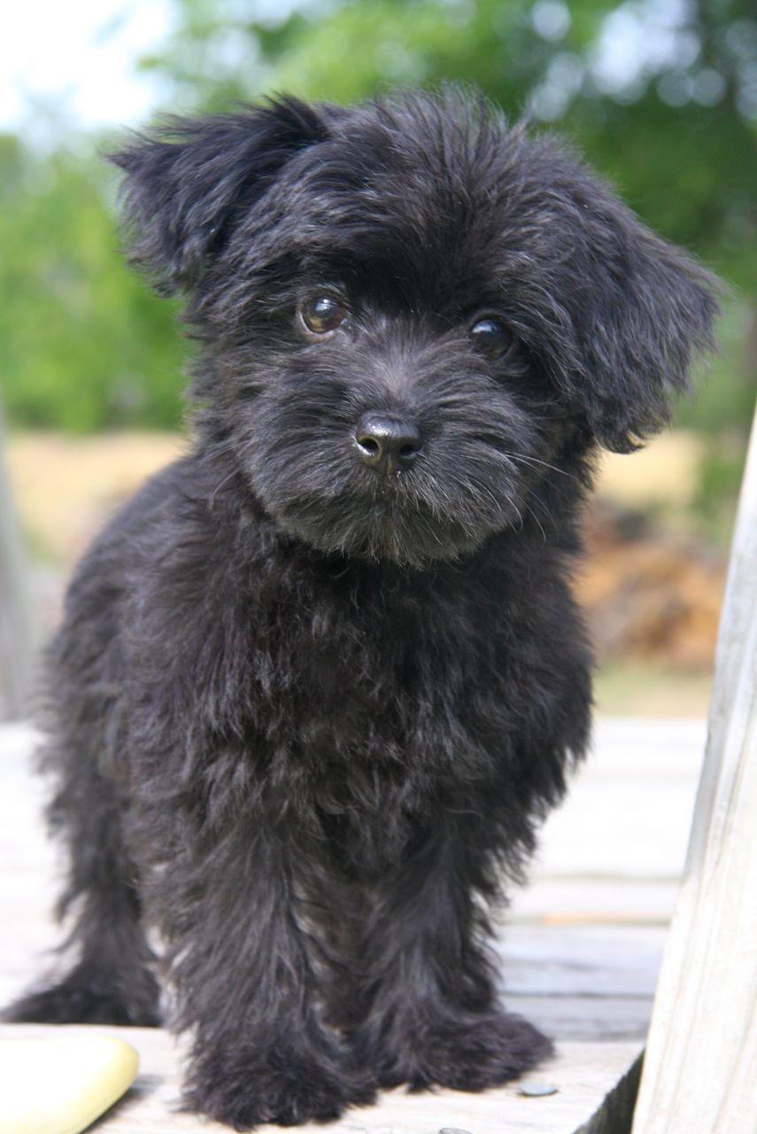 Yorkie Poodle Wallpapers Wallpaper Cave