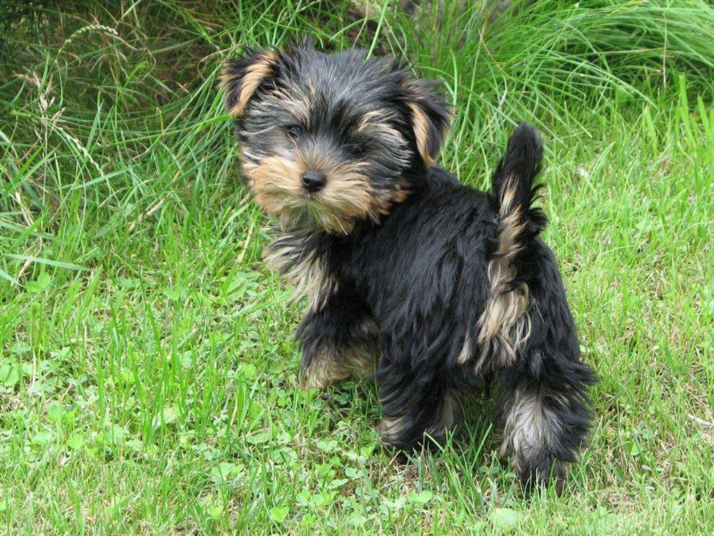 Yorkshire Terrier Black Puppy Wallpaper. Yorkshire Terrier