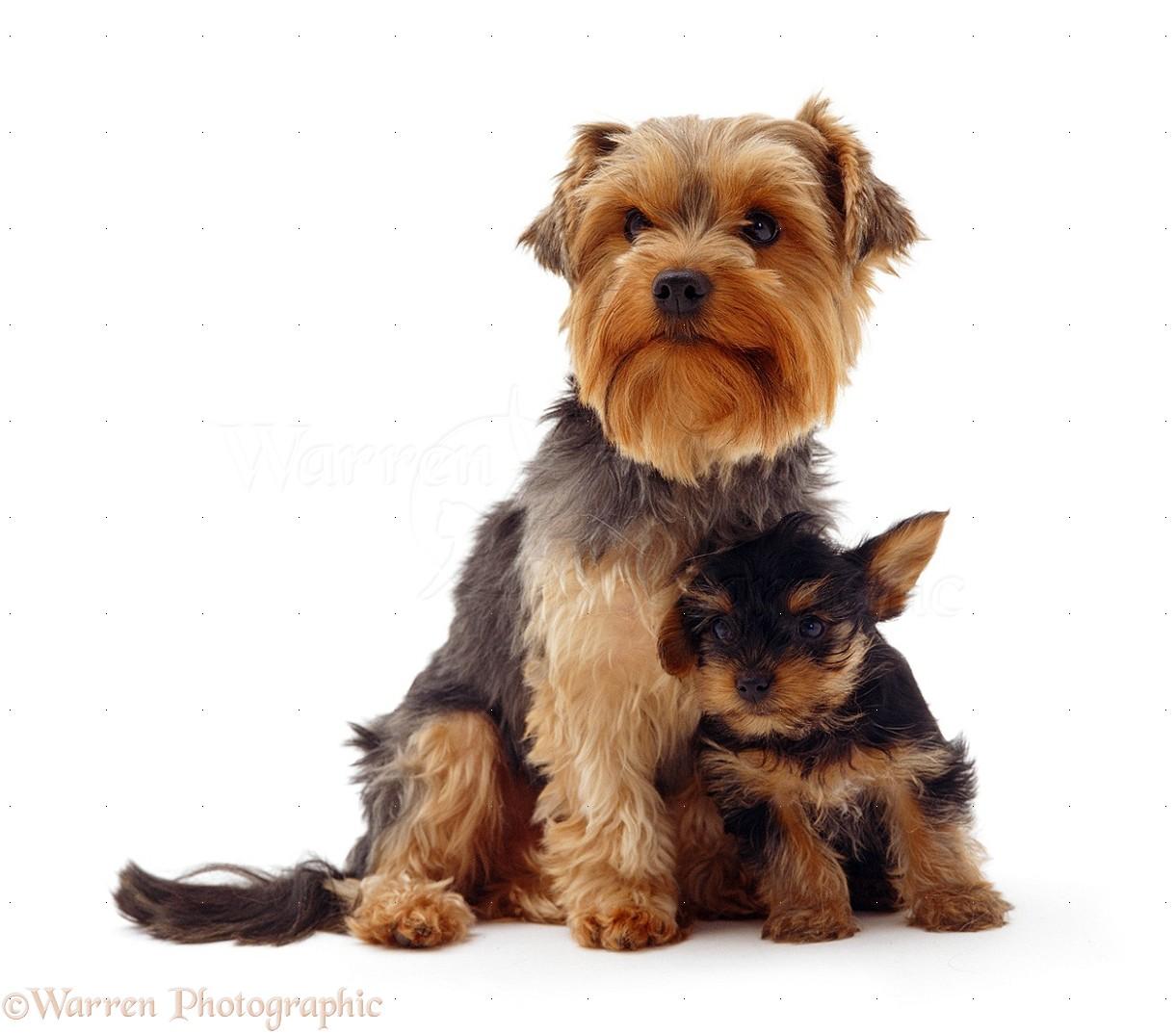 Dogs: Yorkshire Terrier bitch and pup photo WP07236