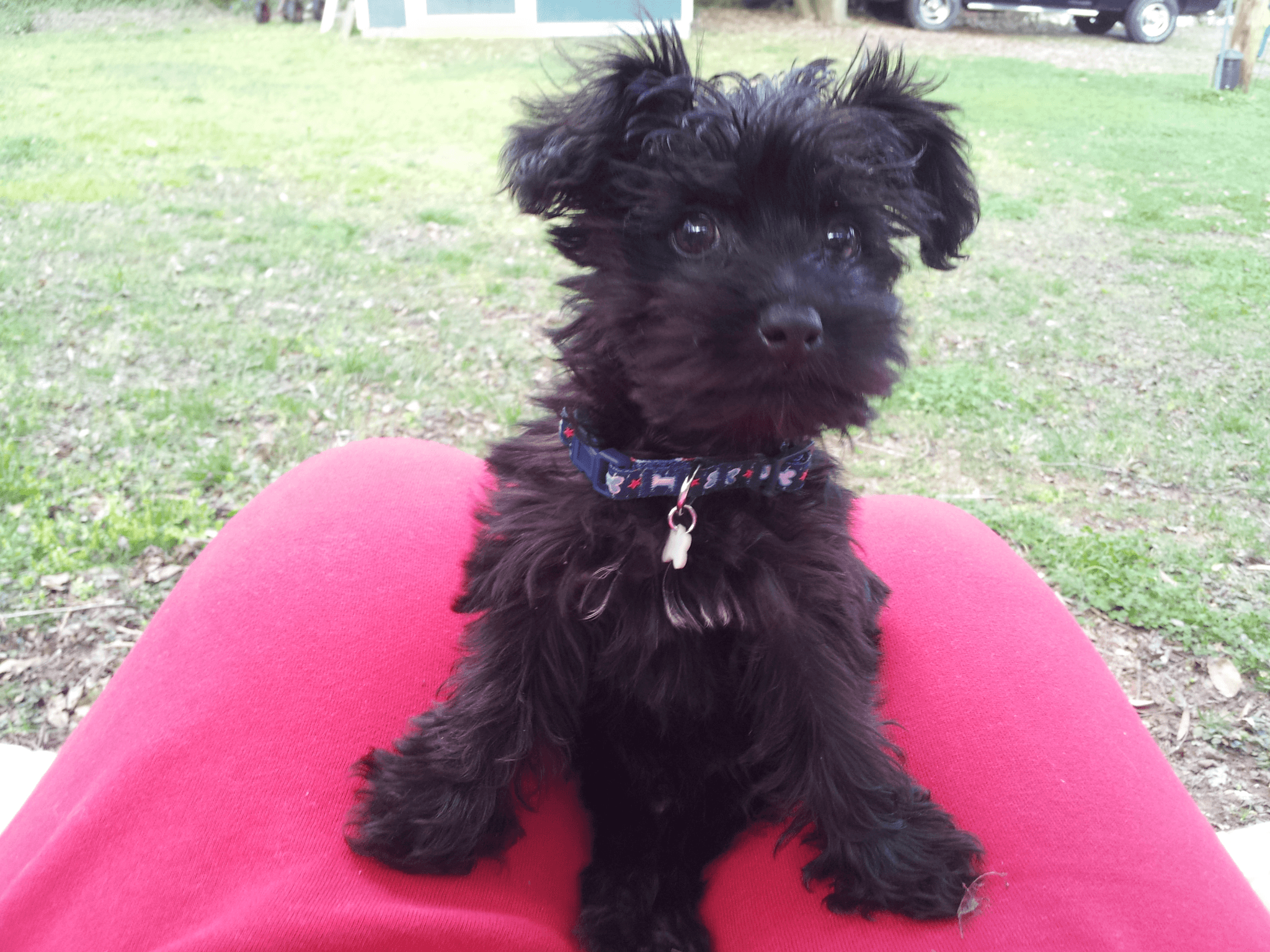 Another pinner said, My three month old yorkiepoo, Charlie