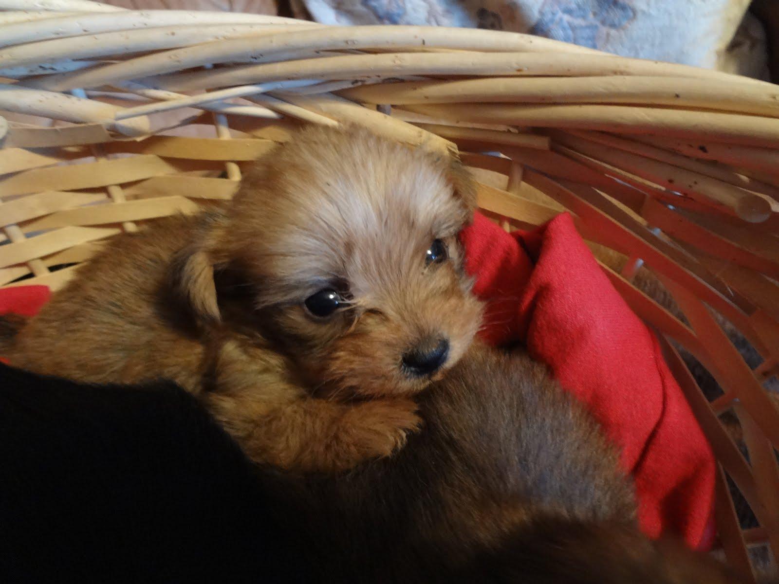 Designer Dogs and Pups: Yorkie Poo & Cava Chon Puppies