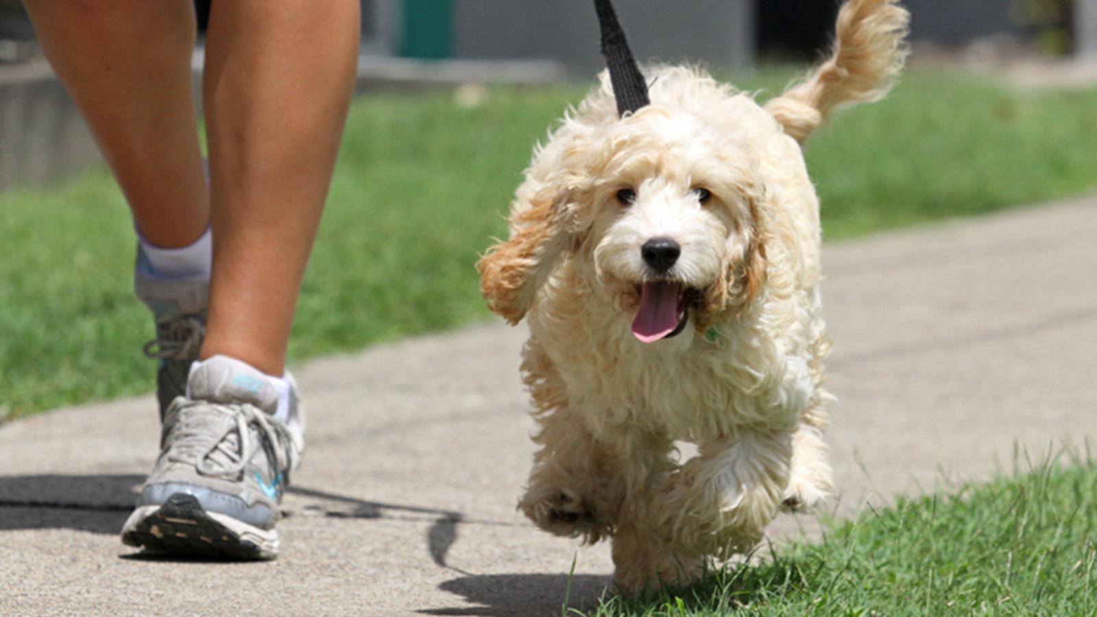 5 Second Trick To Tell If It's Too Hot To Walk Your Dog