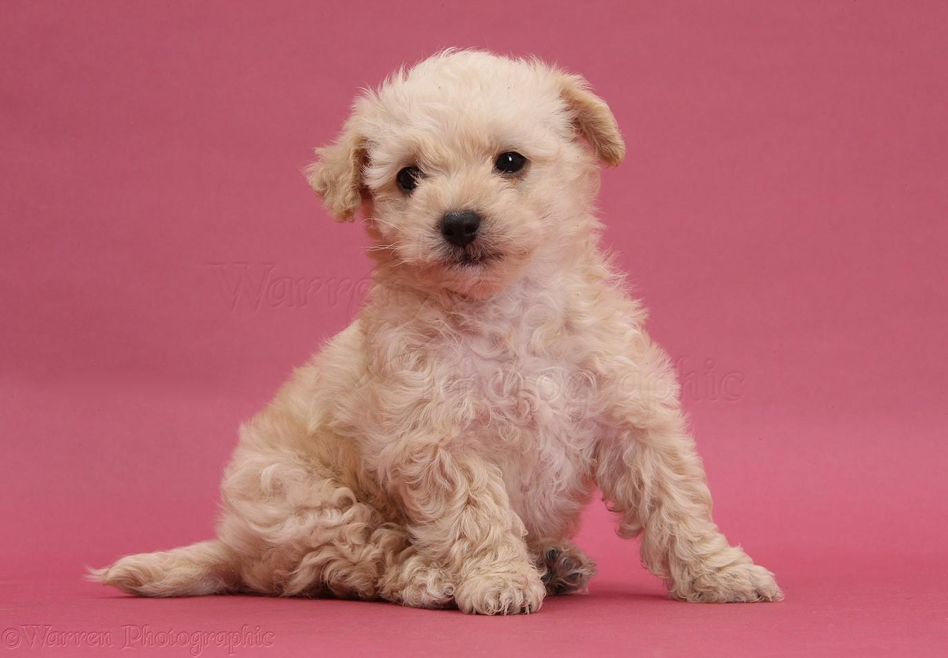 Dog: Cute Bichon x Yorkie pup on pink background photo WP37871