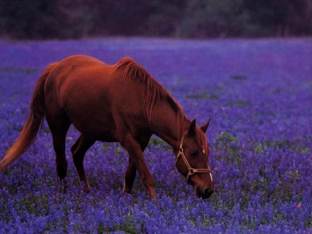 Free download Horse in purple flower field wallpaper ForWallpapercom [1024x768] for your Desktop, Mobile & Tablet. Explore Spring Horse Wallpaper Image. Springtime Wallpaper, Free Horse Wallpaper for