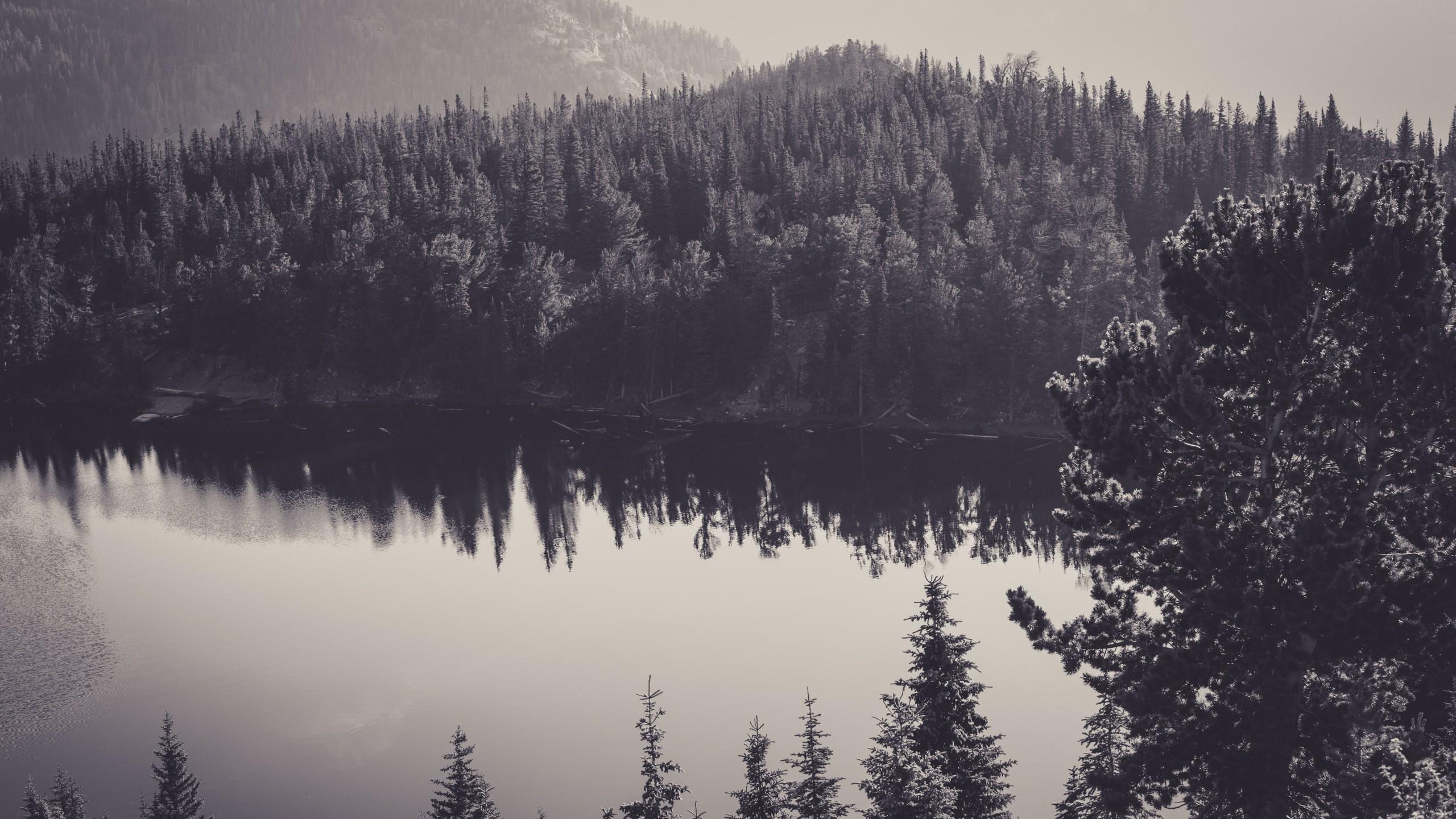 Download Free Black and White Forest Wallpaper