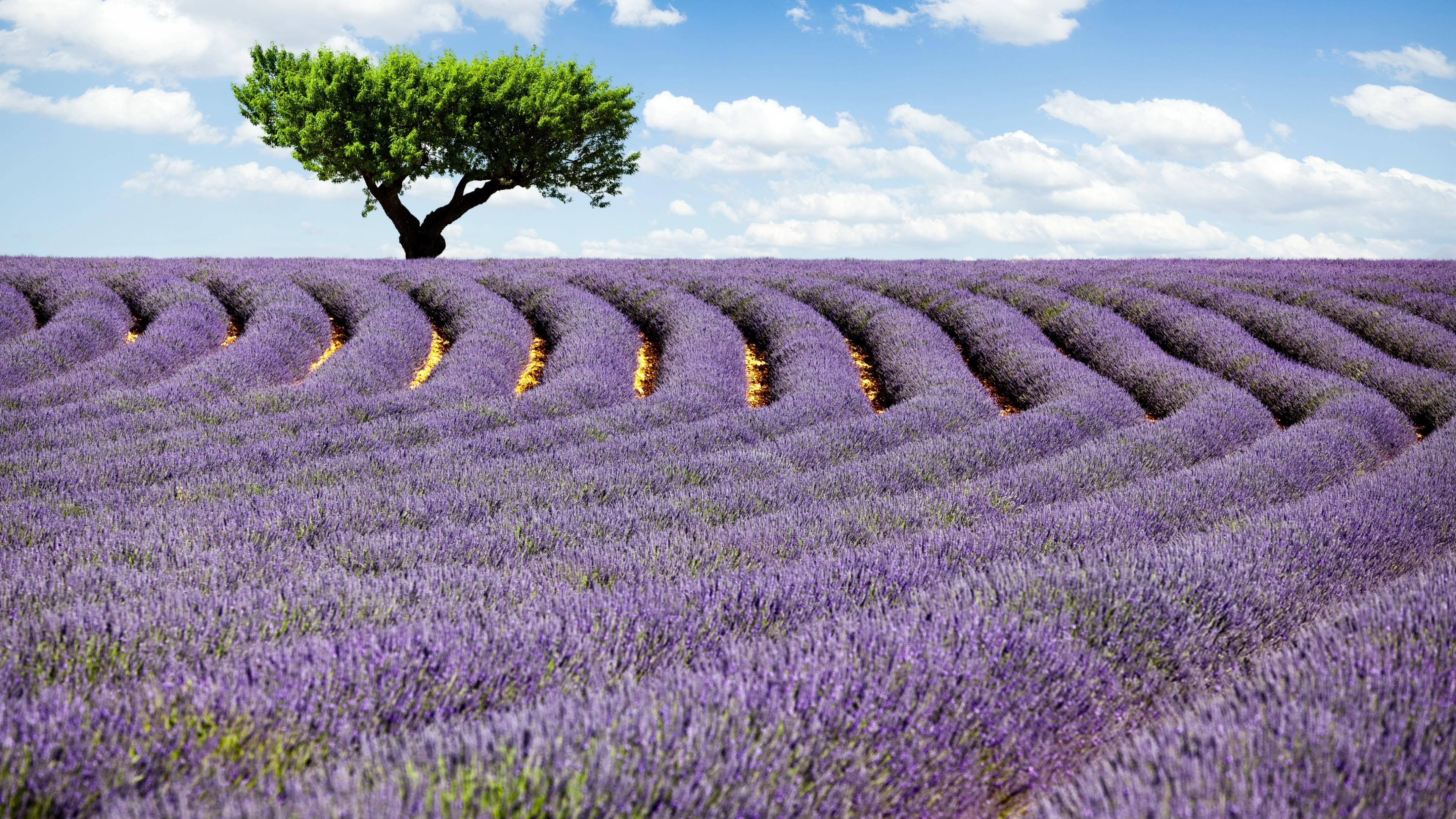 Wallpaper Lavender field, 4k, HD wallpaper, Provence, France, Meadows, lavender, tree, sky, Nature