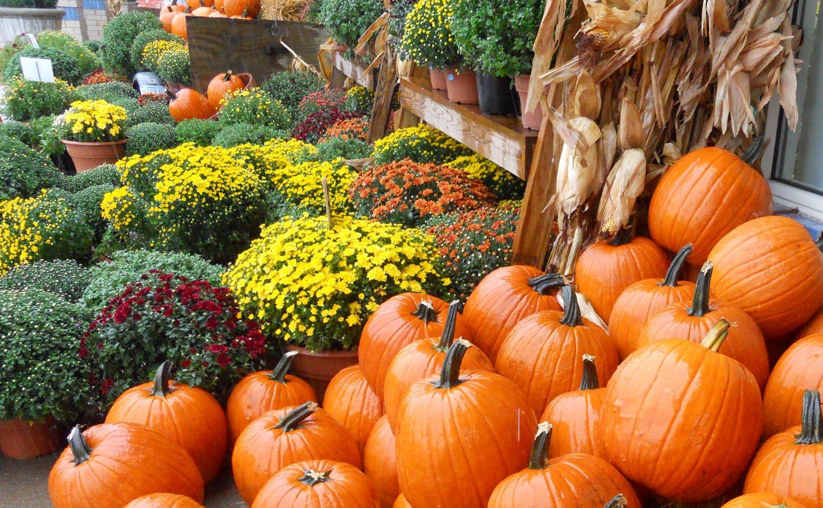 Fall Mums and Pumpkins Wallpaper