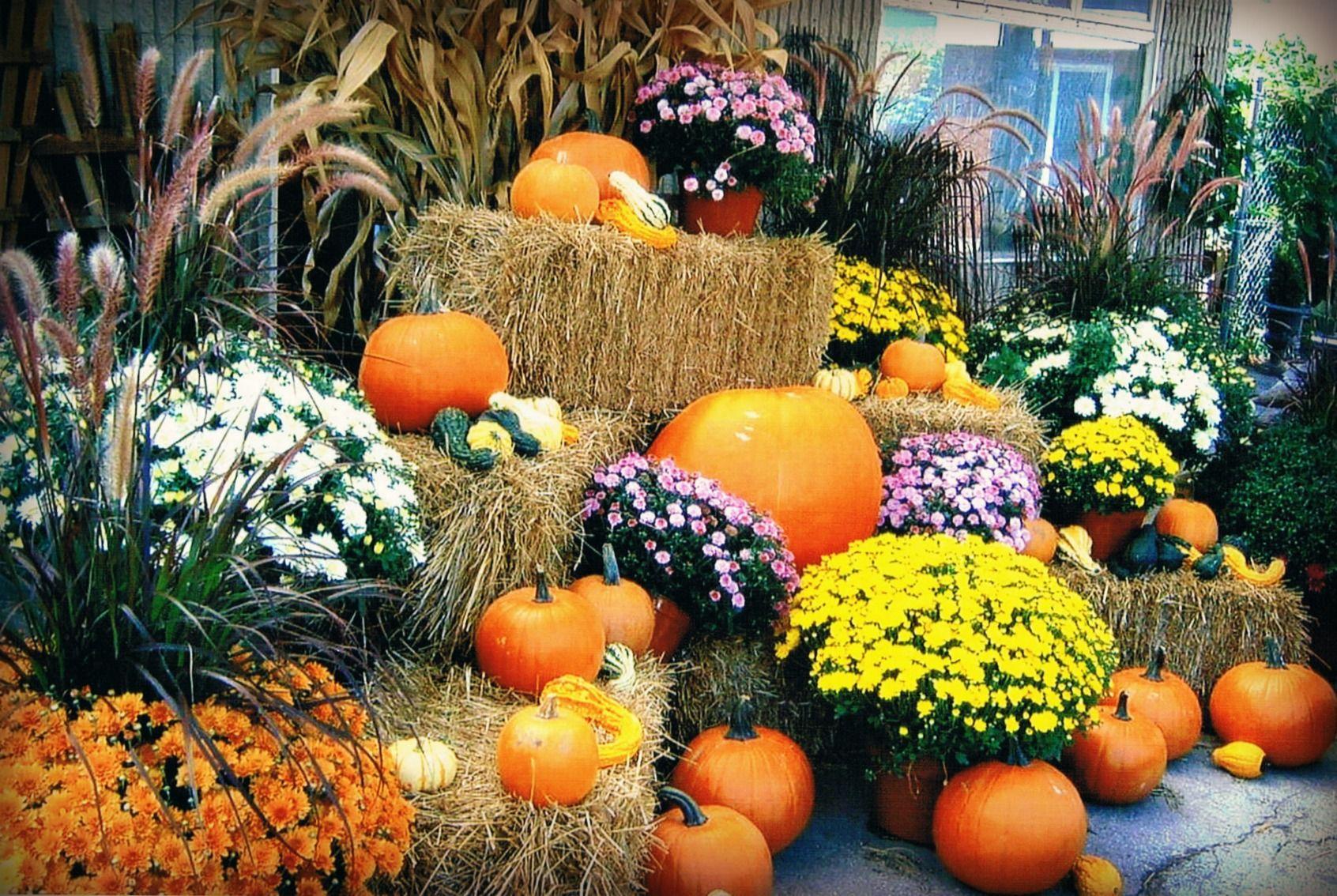 Fall Mums and Pumpkins Wallpaper