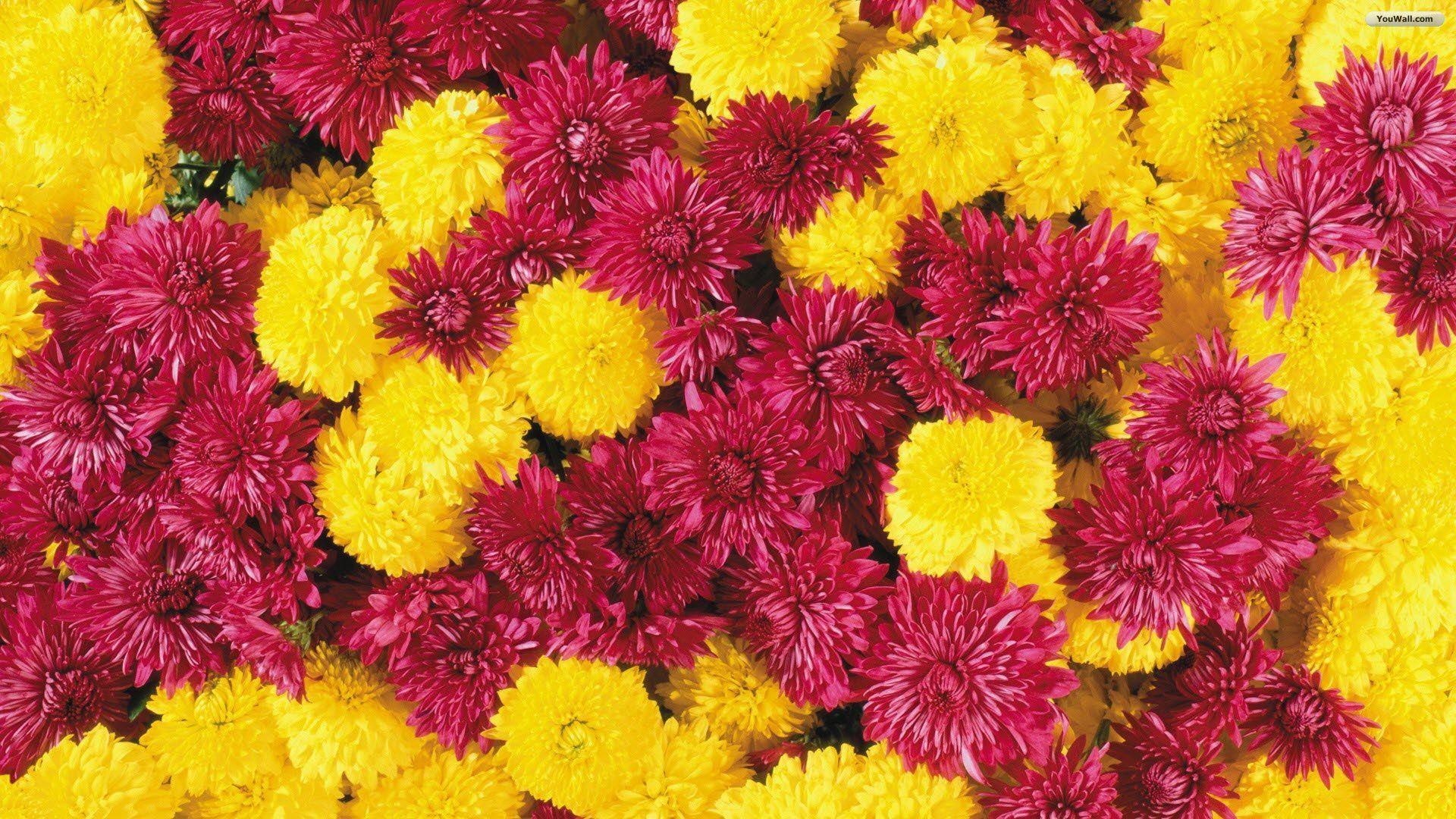 Fall Mums Wallpapers - Wallpaper Cave