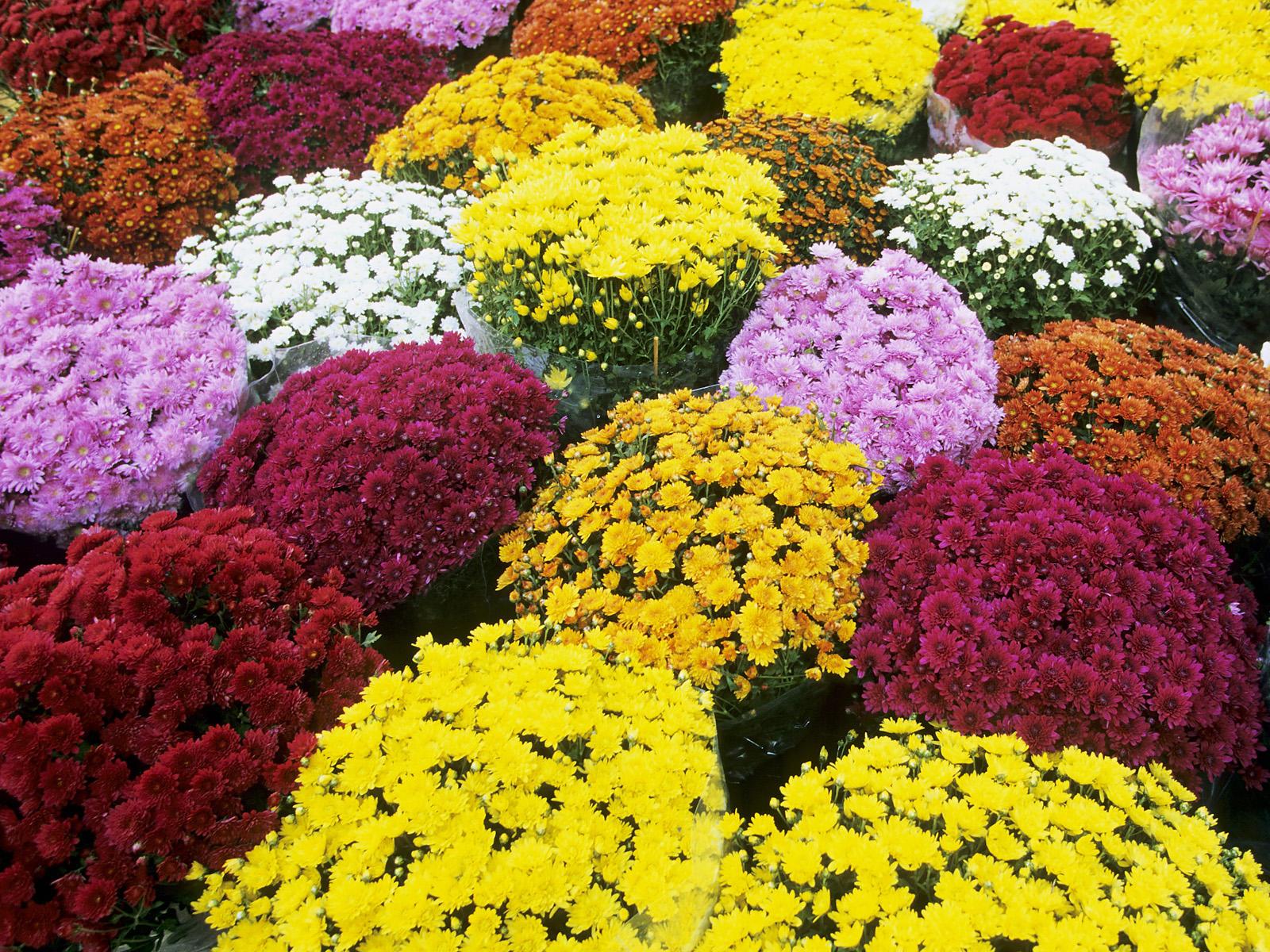 Mums the Word. To Live and Die With Chrysanthemums. Garden