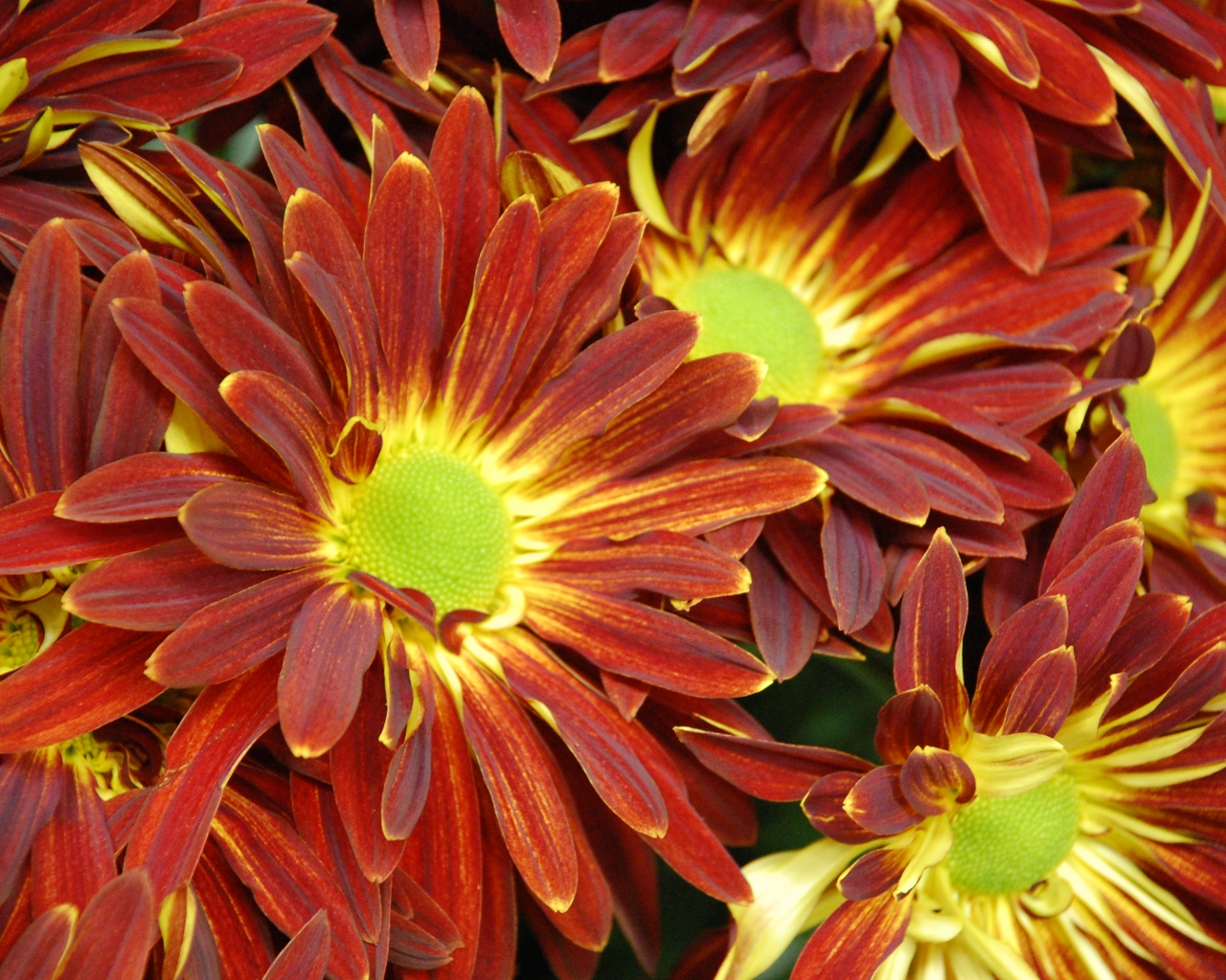 Free download of mums as fall flowers did you know that