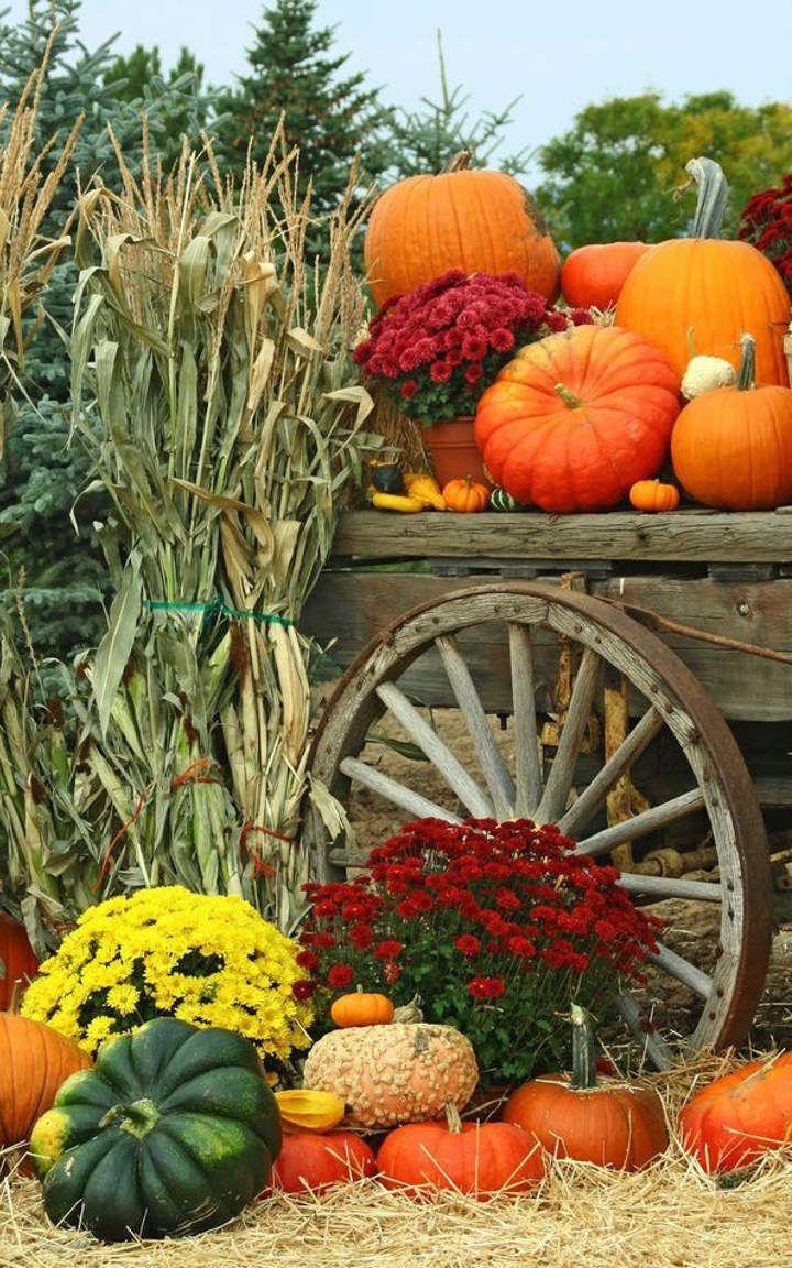 Autumn garden harvest, pumpkins, mums
