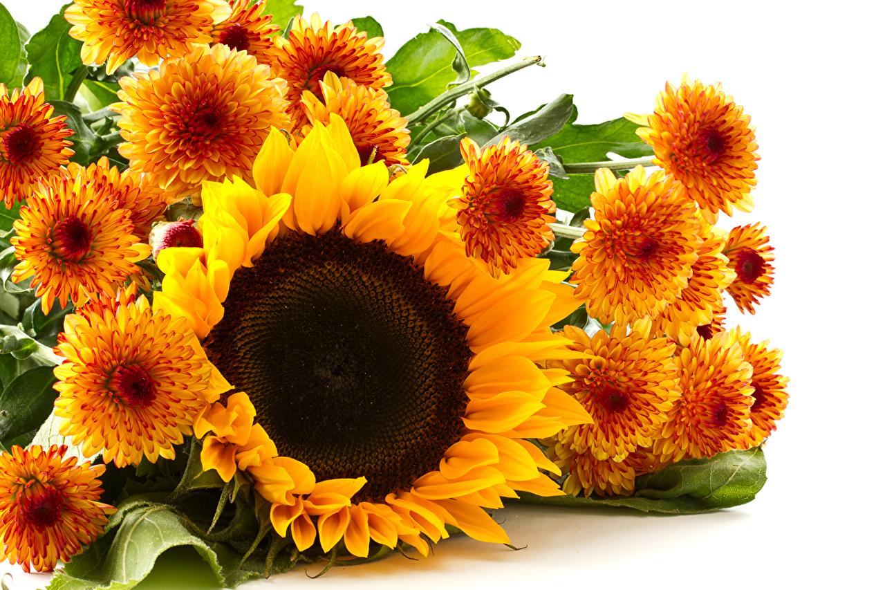 Picture Orange flower Sunflowers Chrysanthemums Closeup