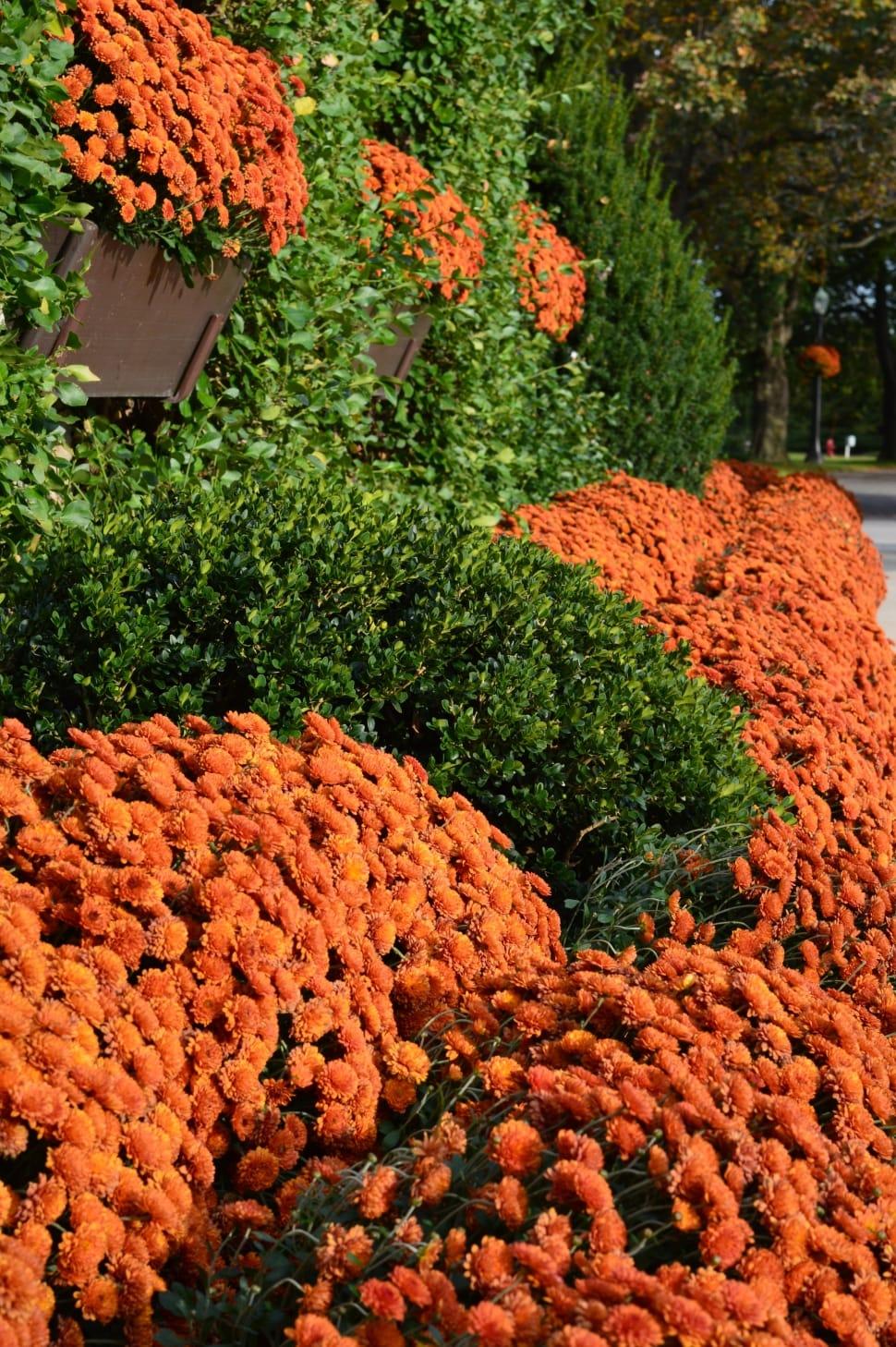 Mums, Flowers, Plants, Natural, Floral, orange color, growth