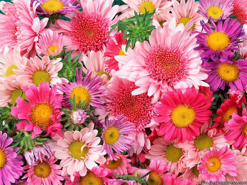 Desktop Wallpaper Flowers Background Daisies and Mums