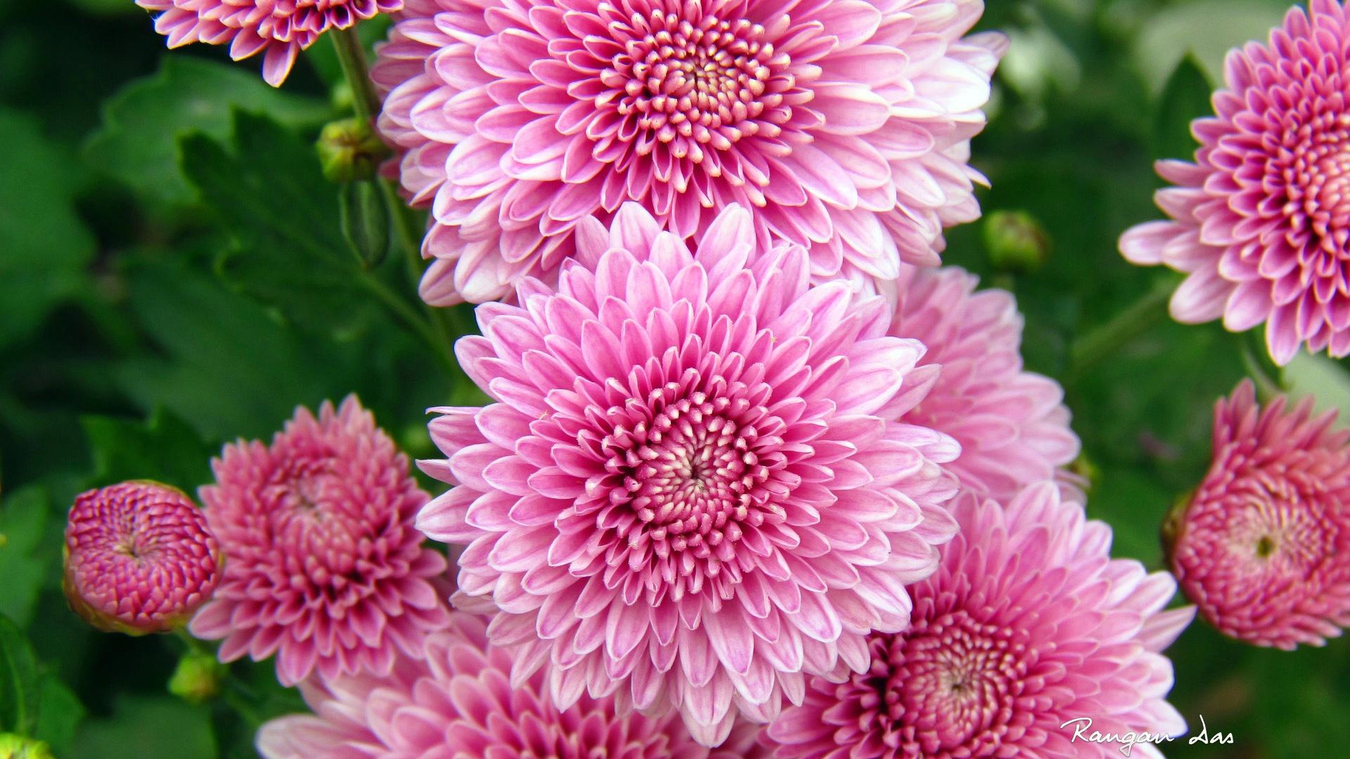 Chrysanthemums HD Wallpaper. Background Image