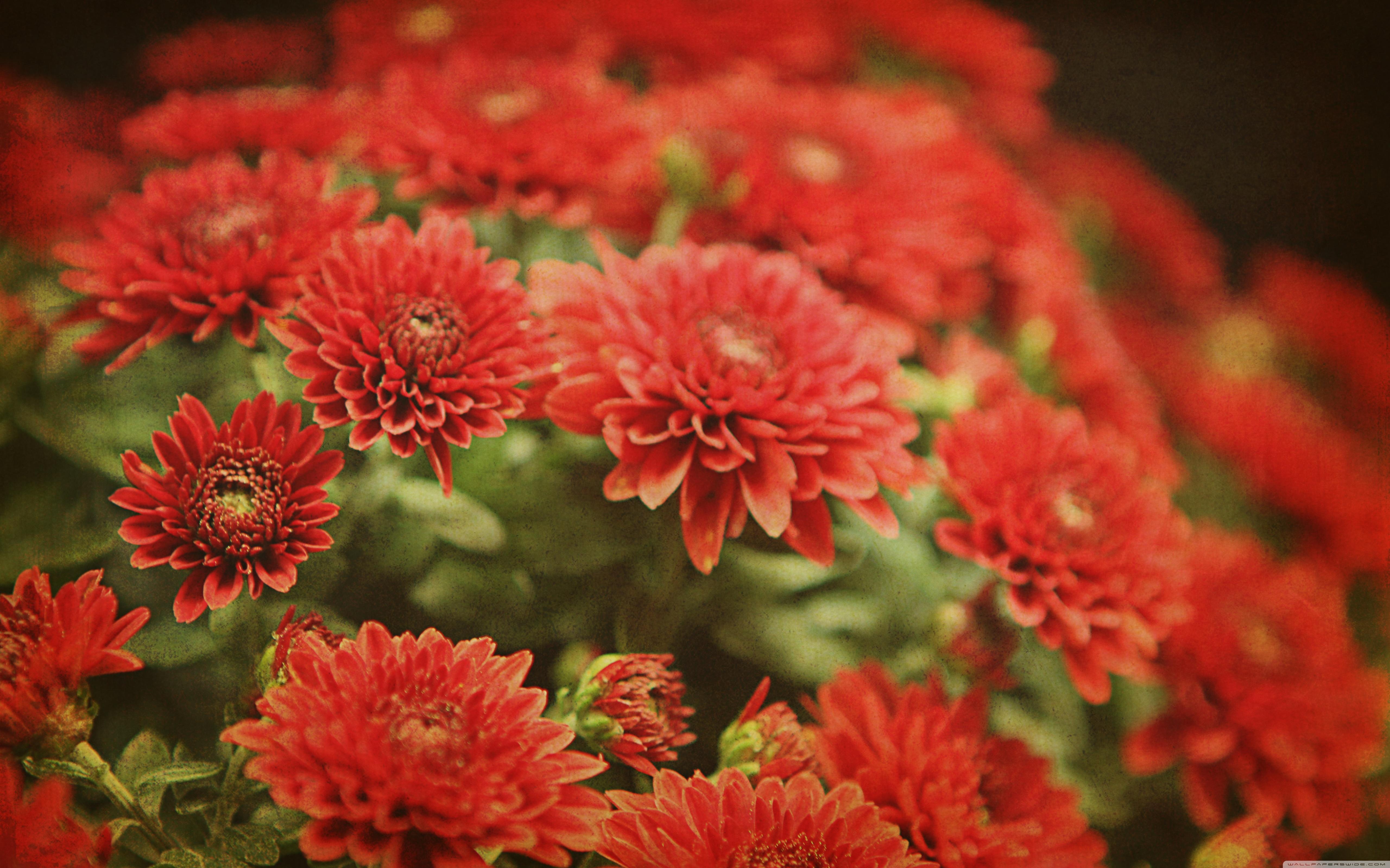 Red Mums Flowers ❤ 4K HD Desktop Wallpaper for 4K Ultra HD