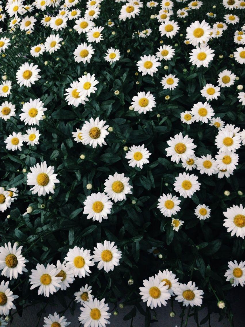 Field of daisies. VSCO. shecu. Daisy wallpaper, Daisy field, Daisy