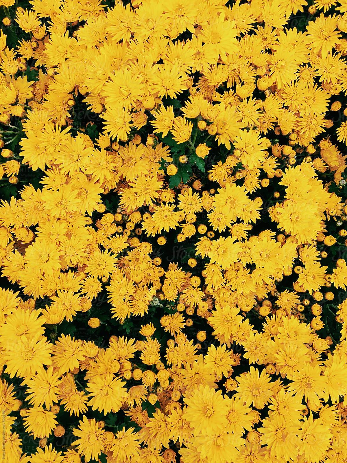 Wallpaper of autumn flowers