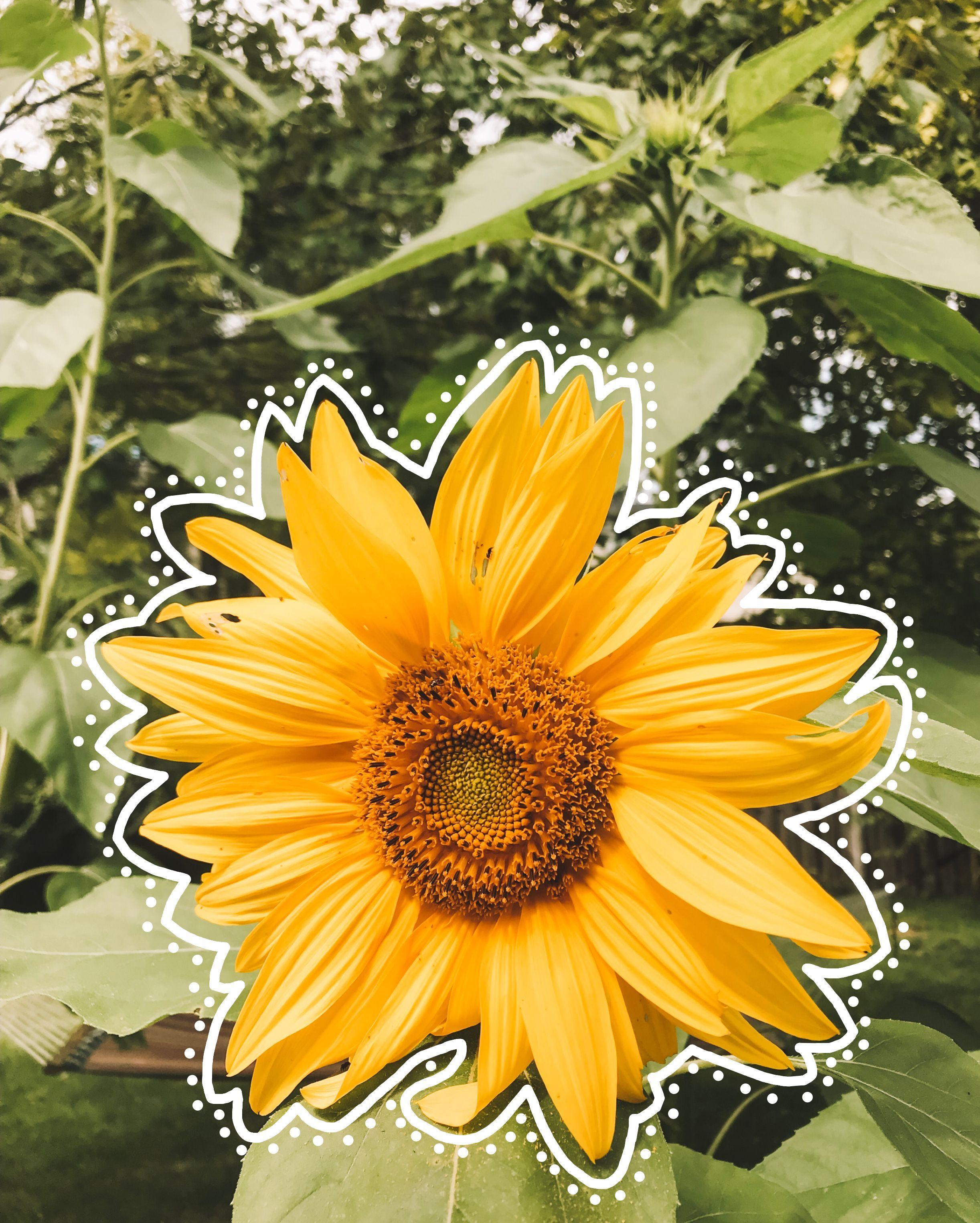 VSCO Sunflower Wallpaper Free VSCO Sunflower