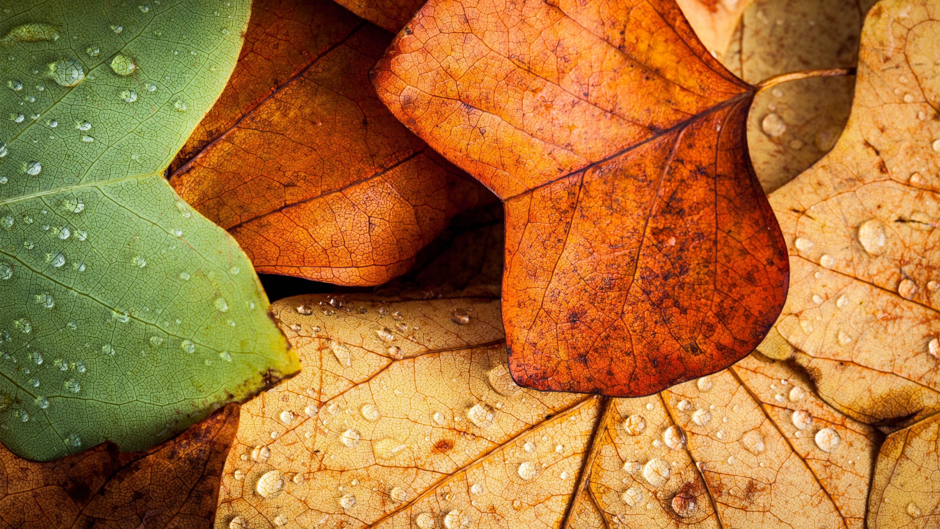 Download 3840x2160 Fall, Leaves, Water Drops, Macro
