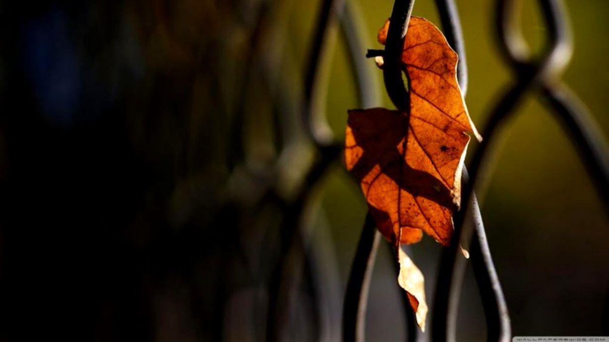Macro Leaves Leaf Fall Autumn Nature HD Wallpaper. Pixell
