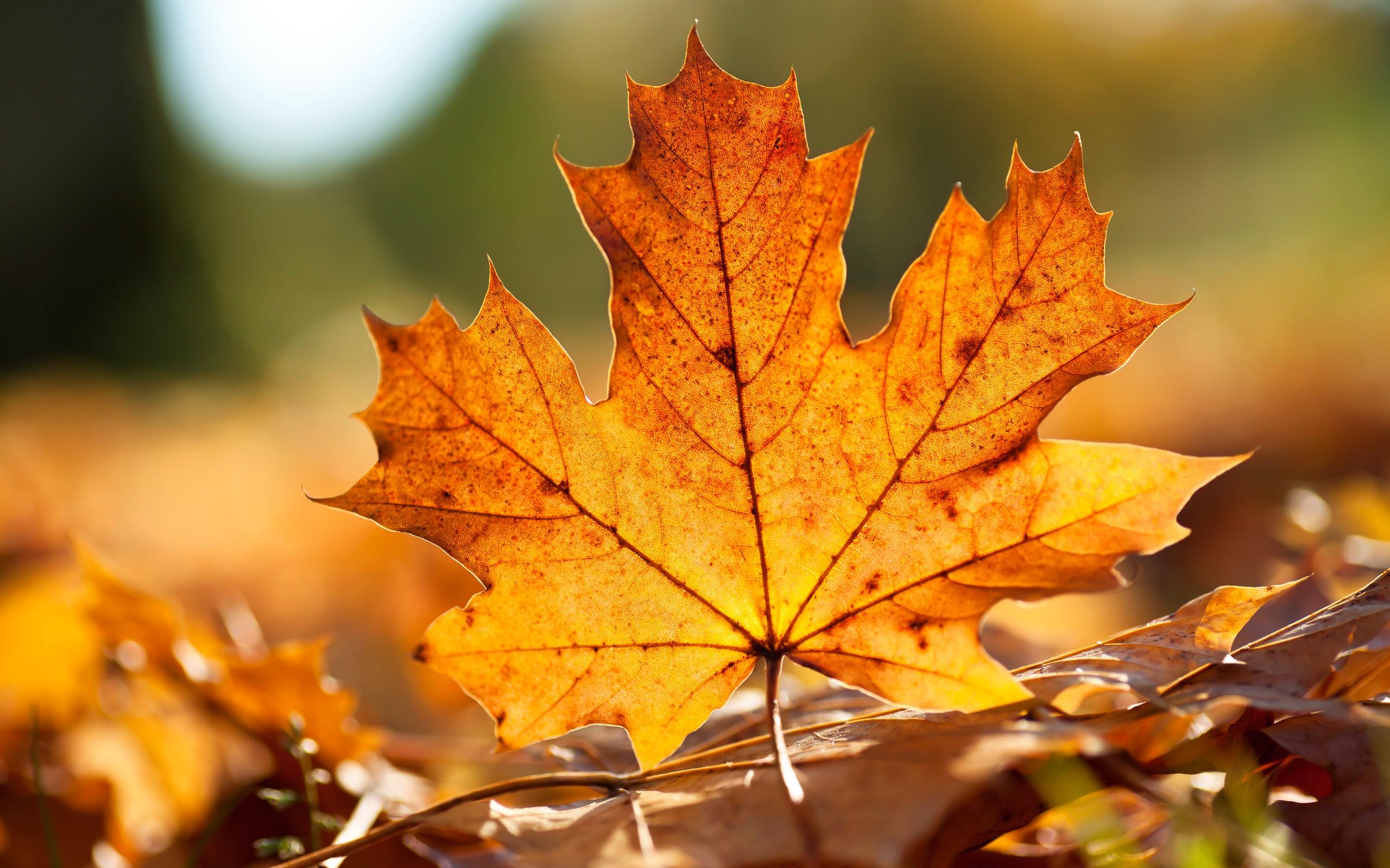 Close Up, Nature, Autumn, Leaves, Macro, Fallen Leaves