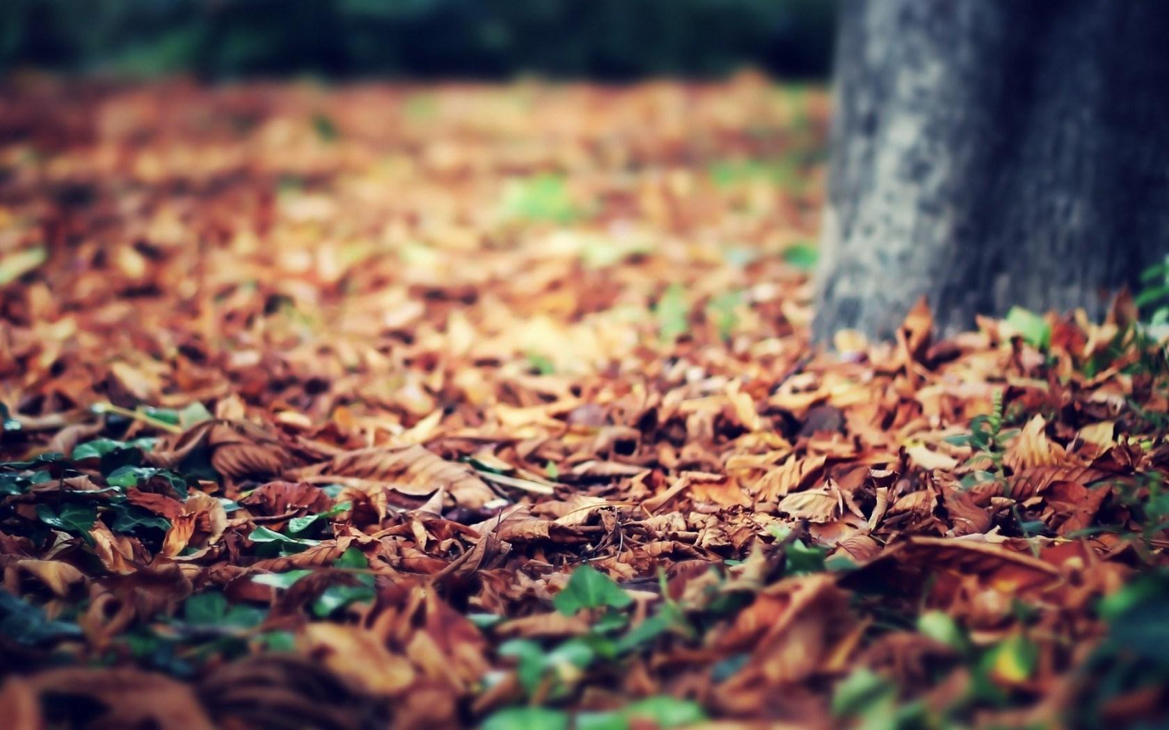 Macro Leaves Fall Autumn Tree Nature HD Wallpaper