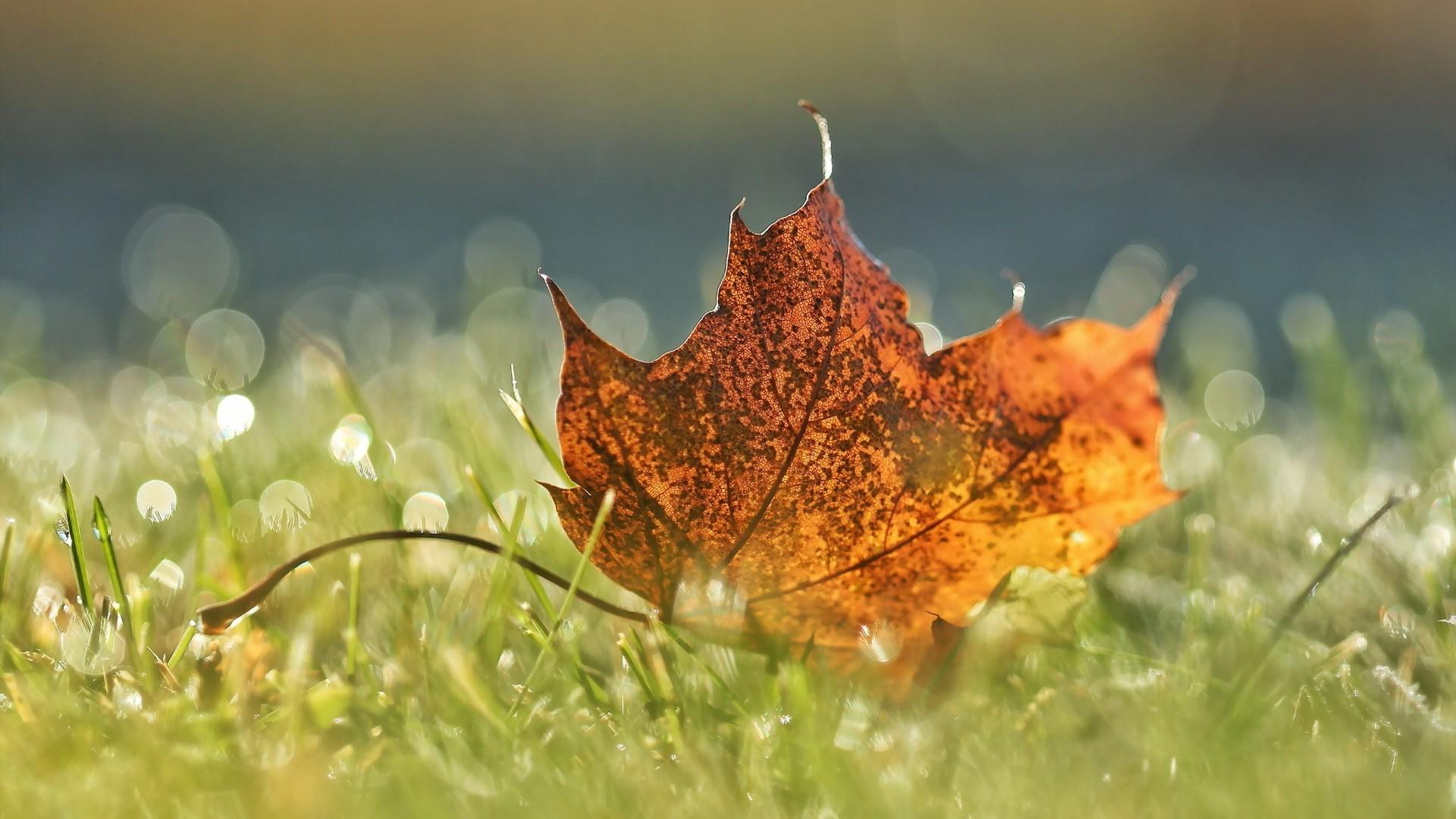 nature, Leaves, Maple Leaves, Macro, Water Drops, Closeup