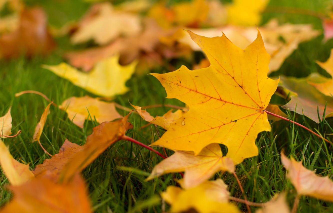 Wallpaper autumn, leaves, macro, background, widescreen