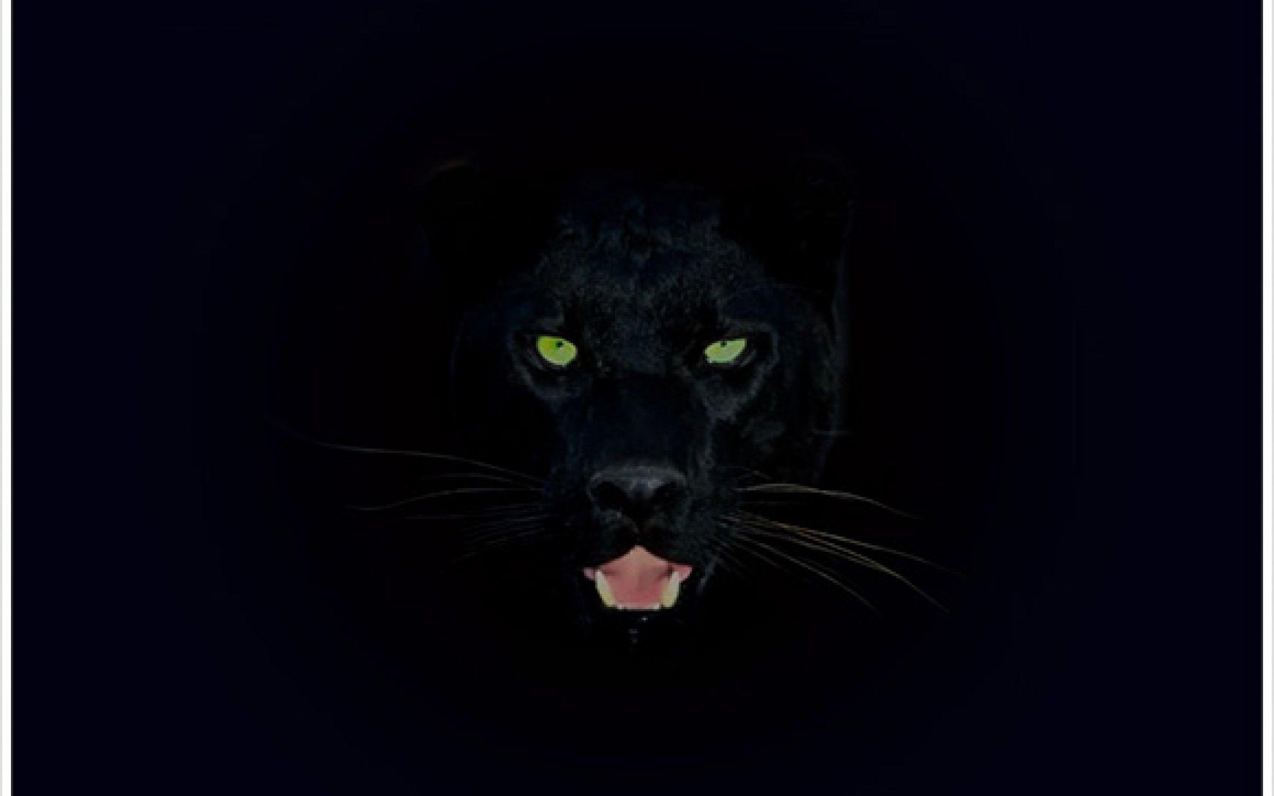 Black Panther Animal Wallpaper Free Black Panther