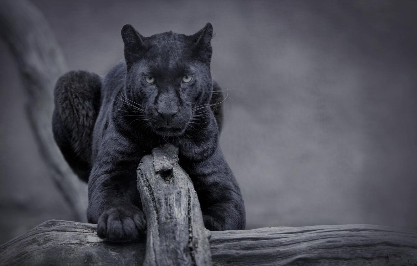 Wallpaper nature, cat, panther, wild, black panther image