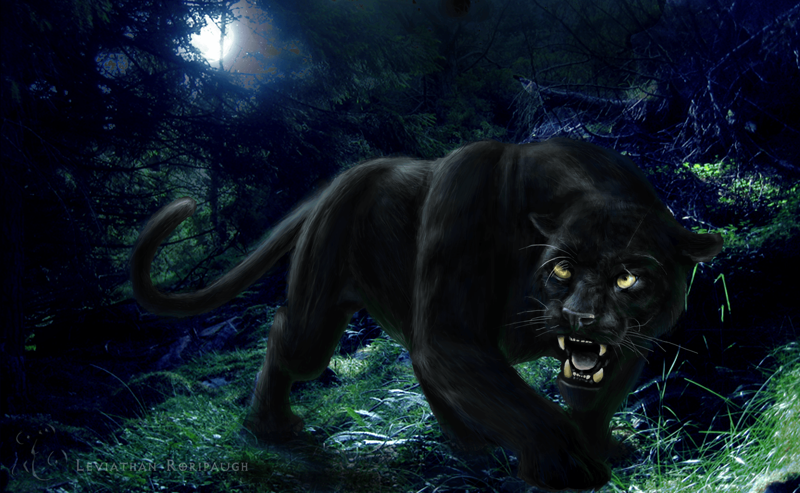 Black Jaguar Wallpaper