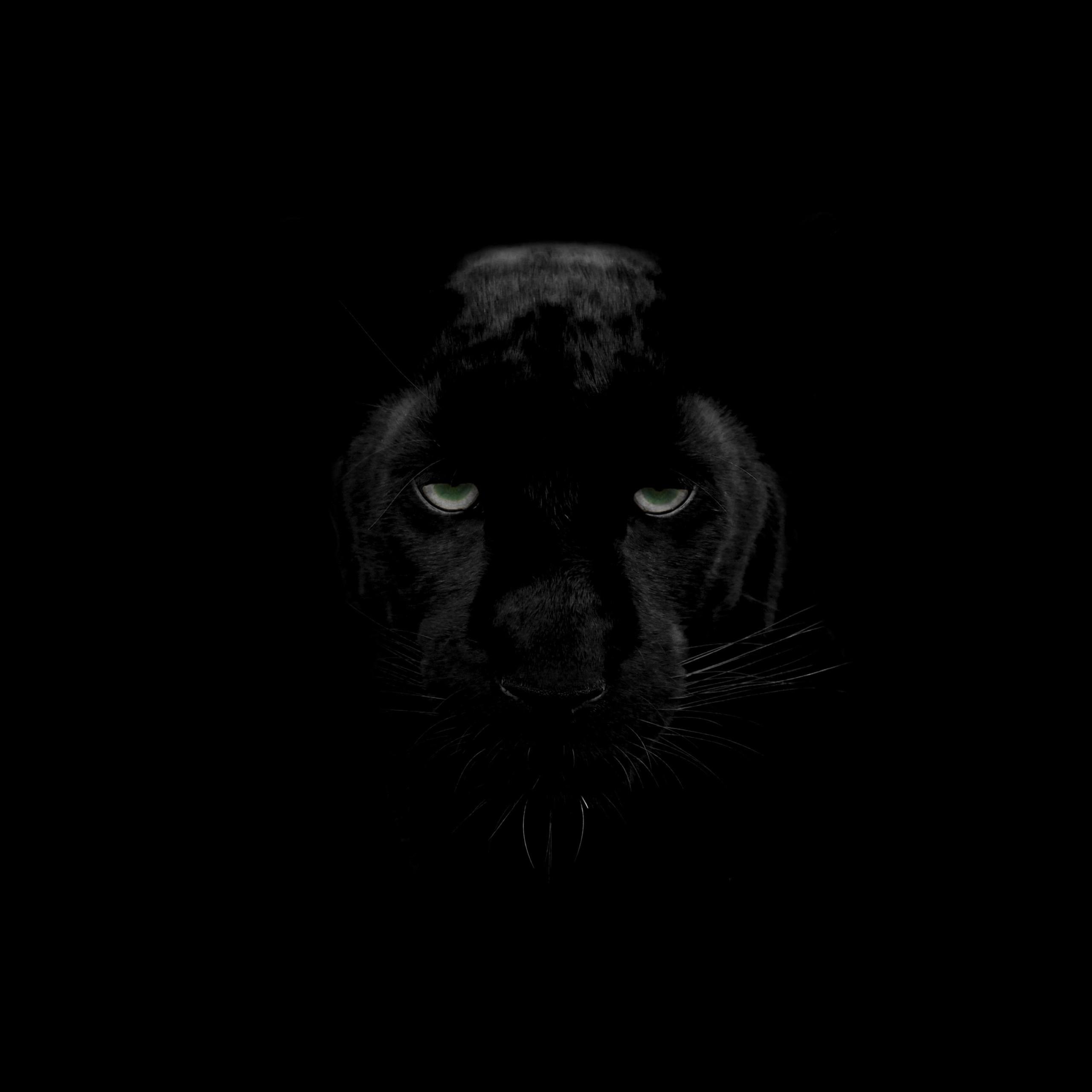 Wallpaper Black Panther, 4K, Animals