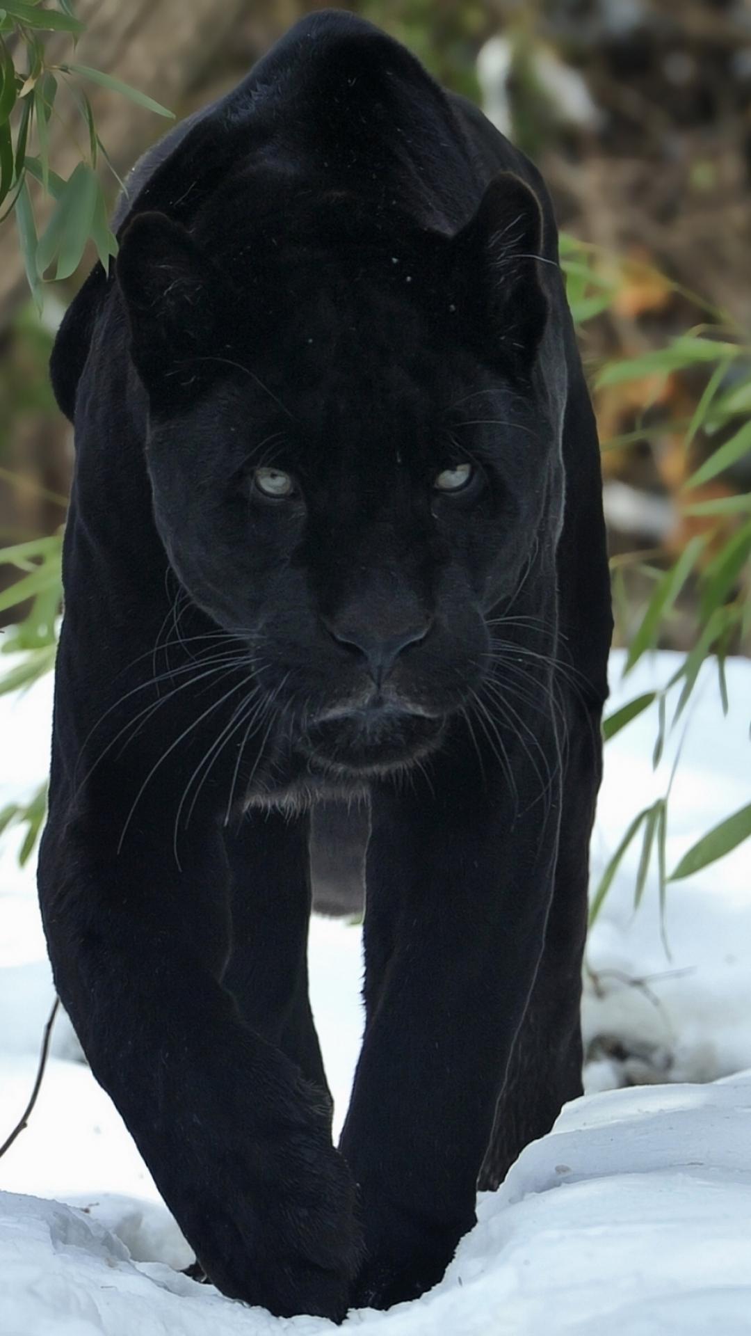 HD Background Black Panthers Snow Walking Wallpaper