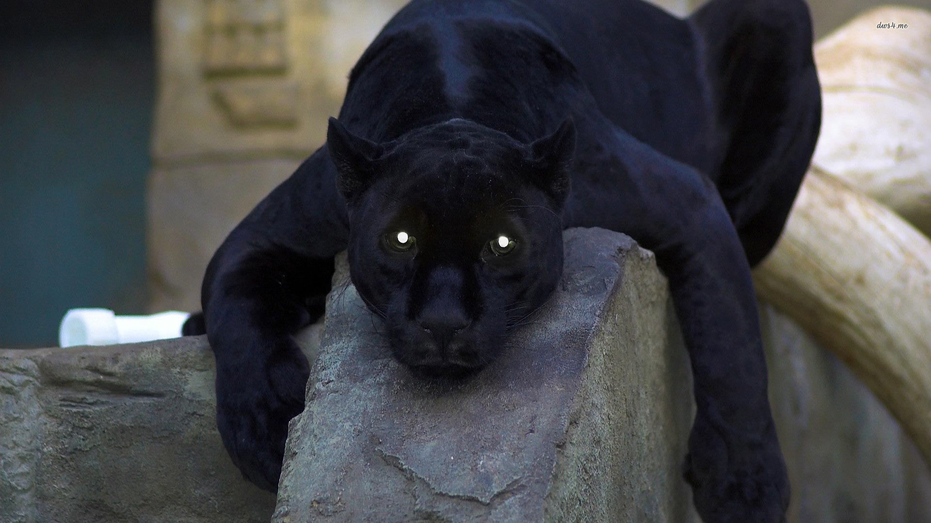Black panther wallpaper wallpaper