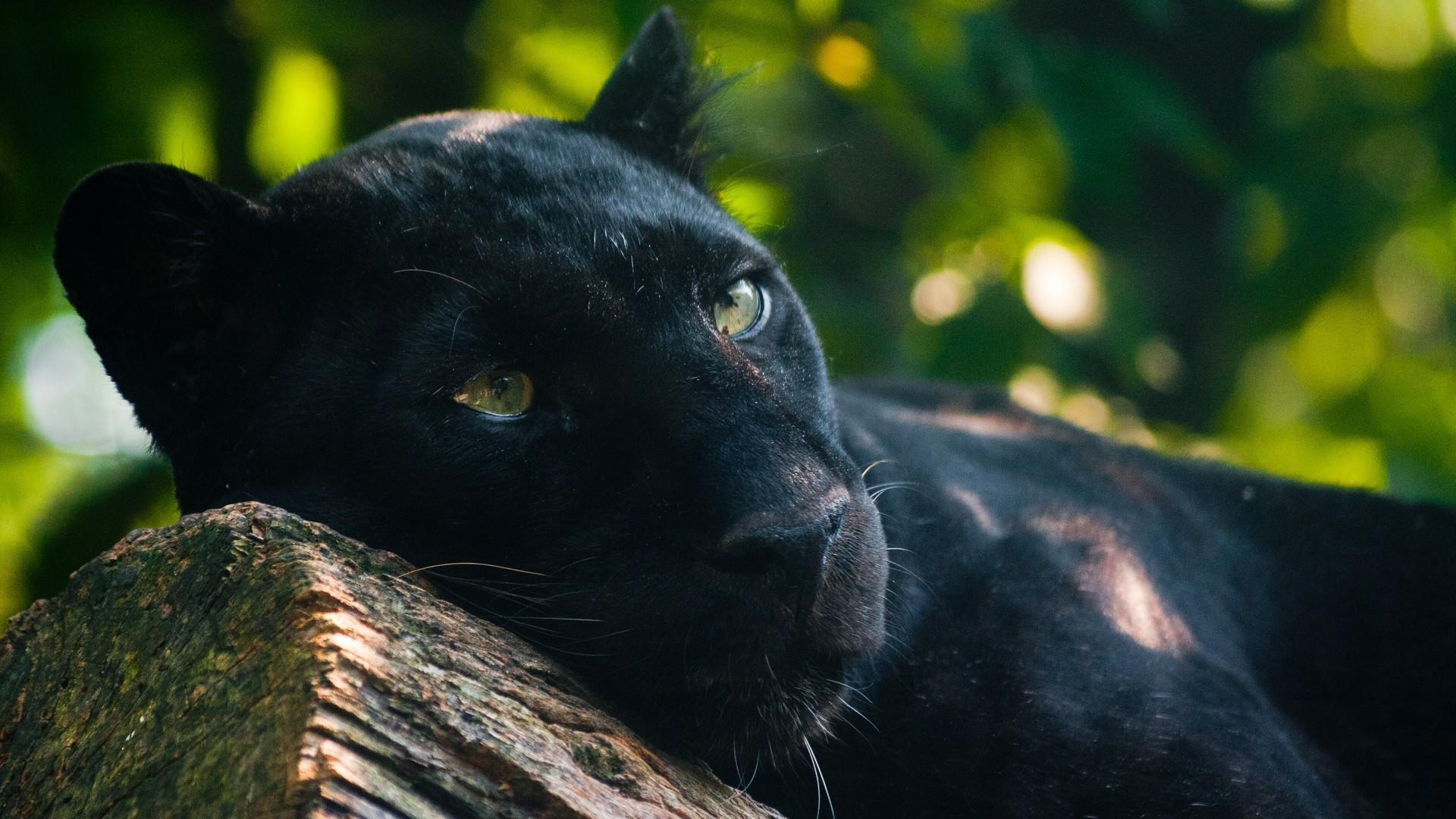 1920x1080 panther animals wallpaper and background