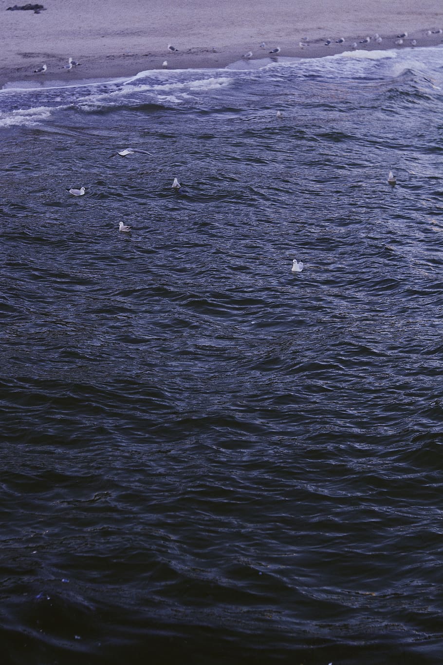 HD wallpaper: film, vsco, gull, sea, wave, waves, nature