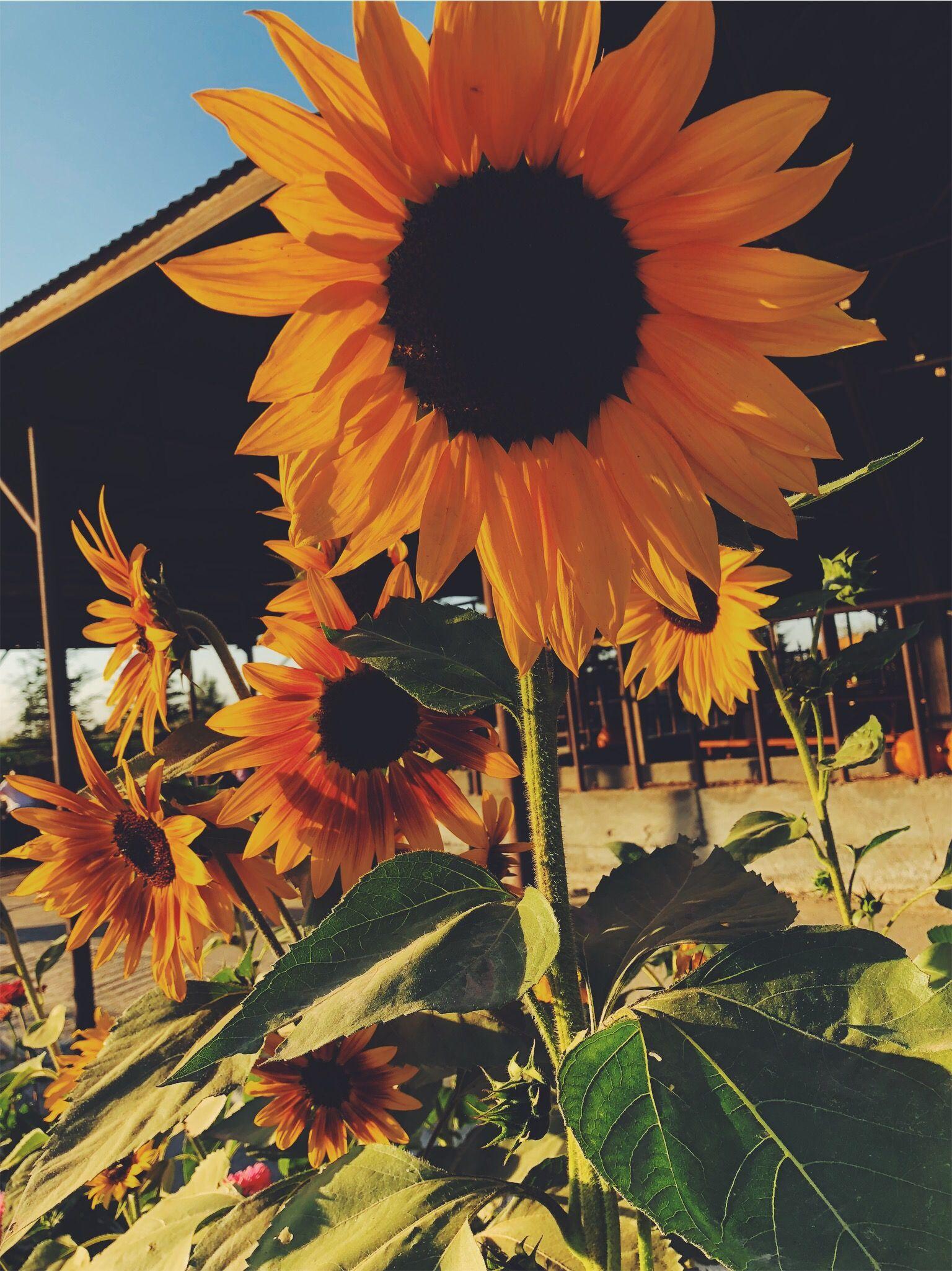 vsco jadenpangelina. Sunflower picture, Sunflower photography