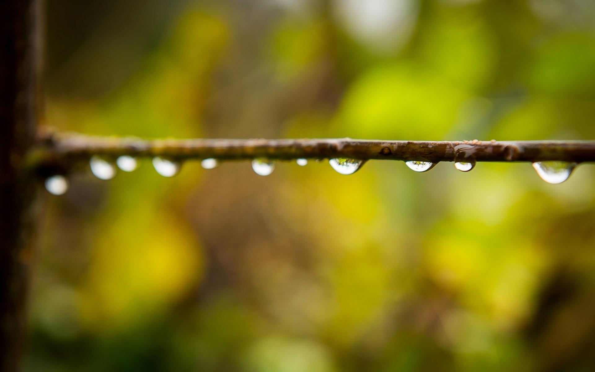 macro, Nature, Water Drops Wallpaper HD / Desktop
