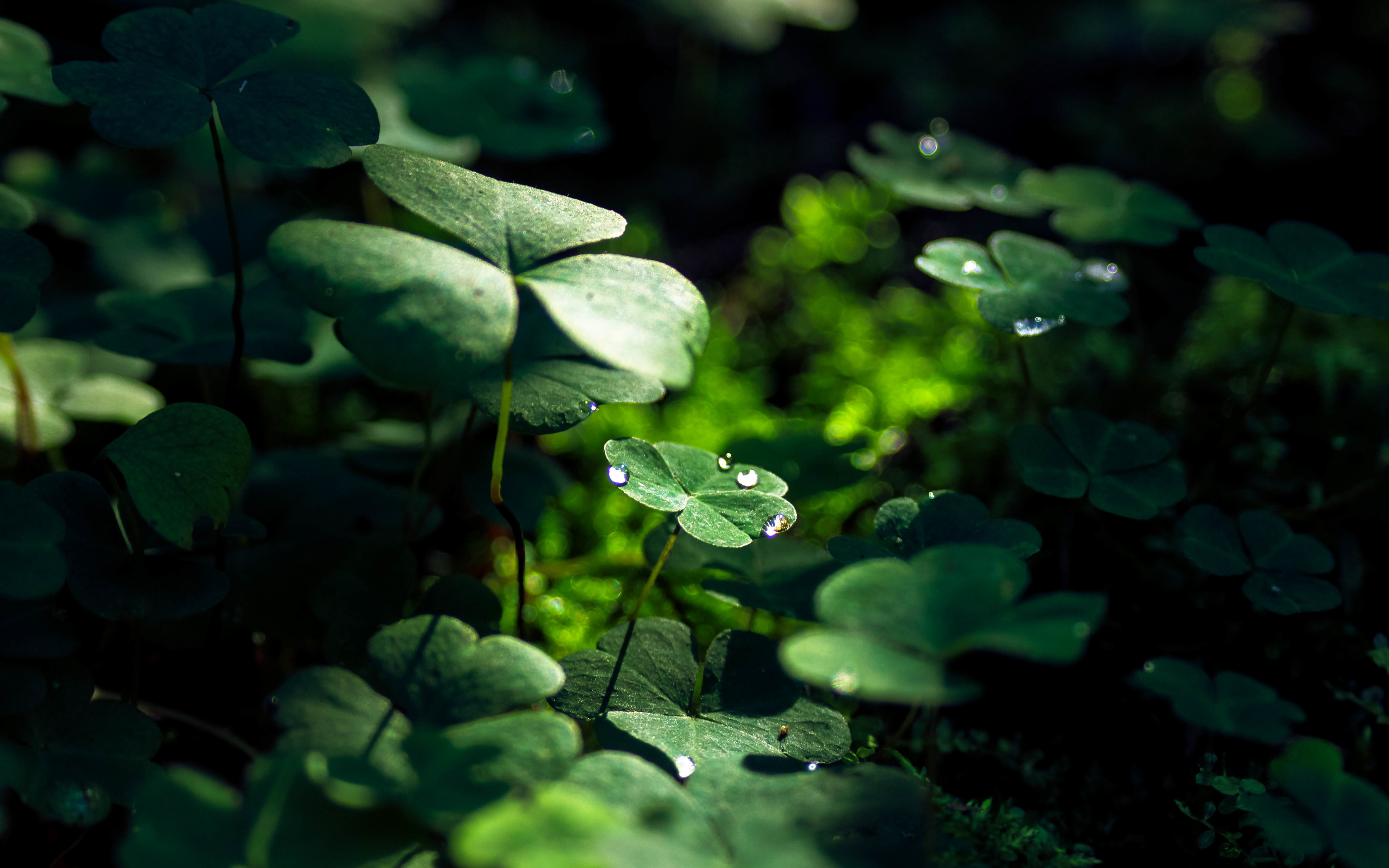 Green Leaf Macro Nature Grass Water Drop 4k HD 4k