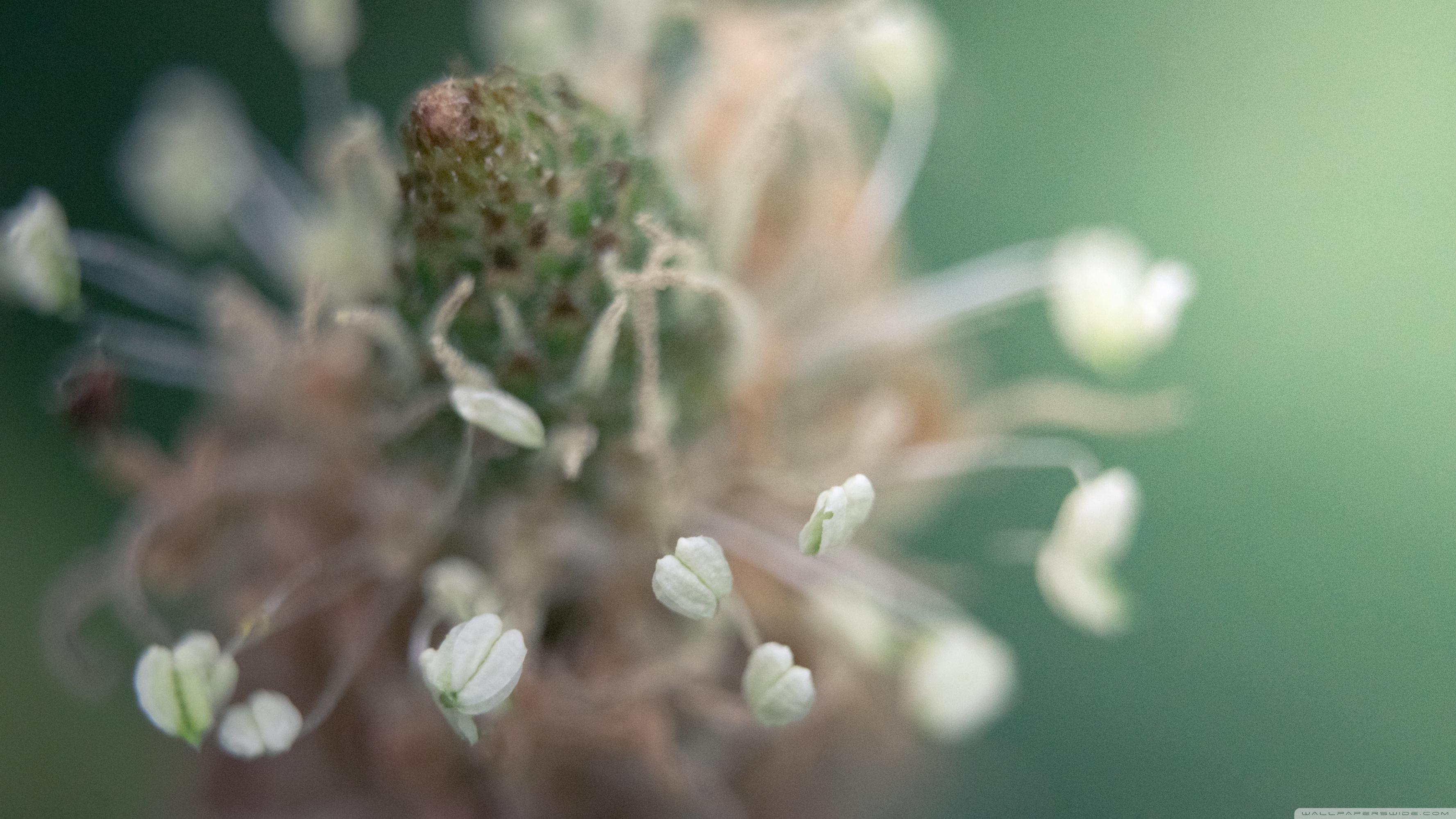 Macro Nature ❤ 4K HD Desktop Wallpaper for 4K Ultra HD TV