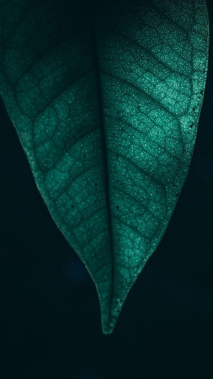 Nature #Green Leaf Macro 4k #wallpaper HD 4k background