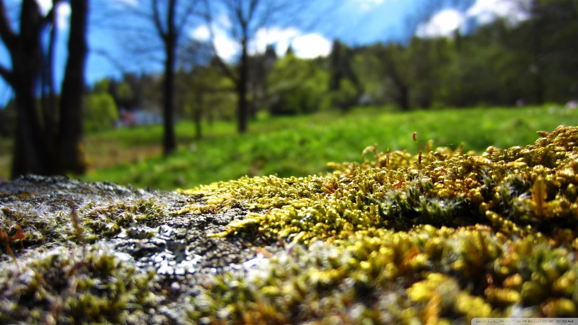 nature, grass, moss, macro wallpaper